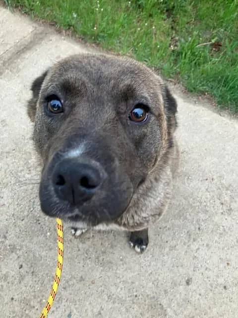 Hillary - Shepherd Mix available for adoption at BARCS Rescue in Calgary