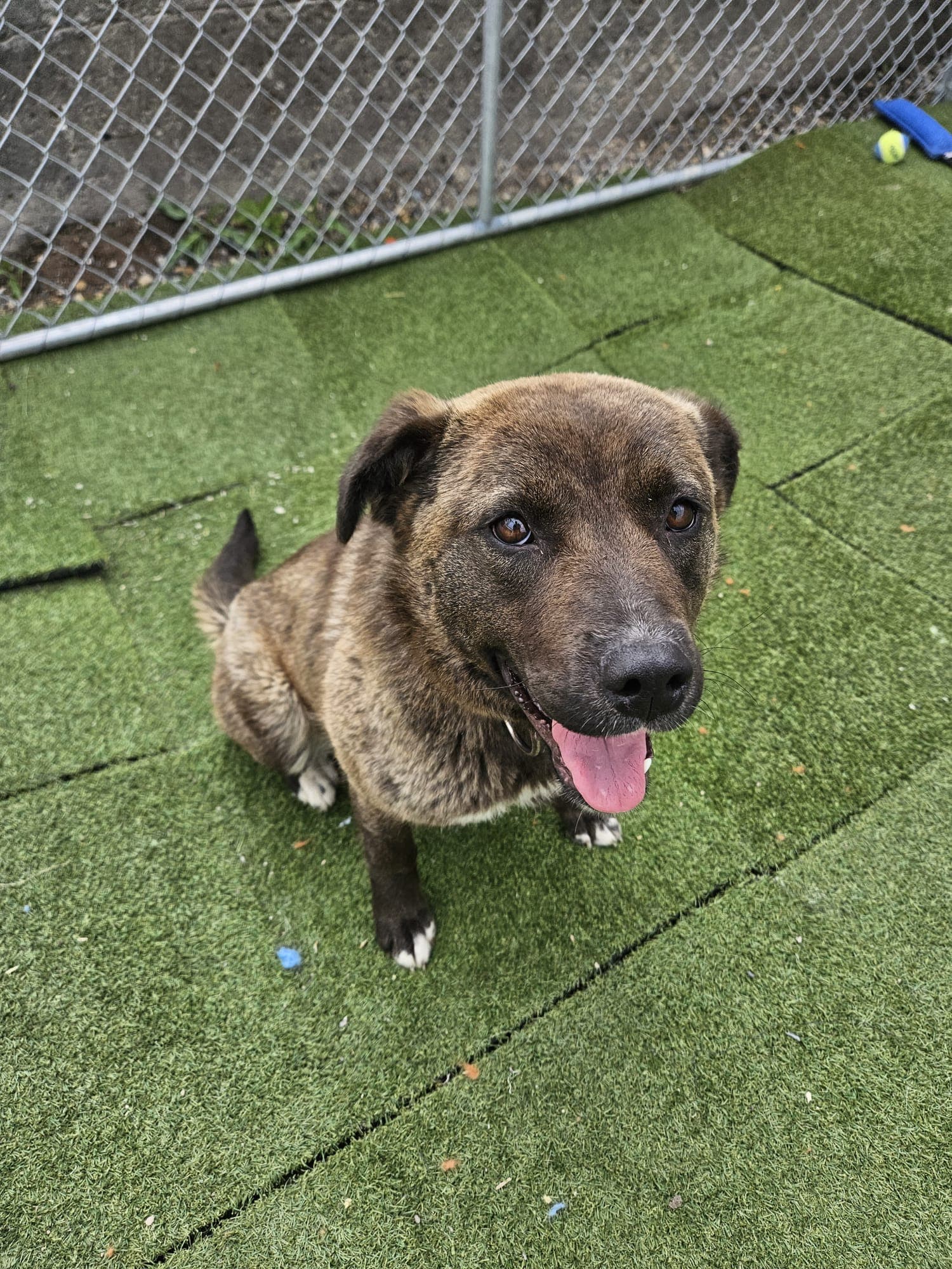 Hillary - Shepherd Mix available for adoption in Calgary