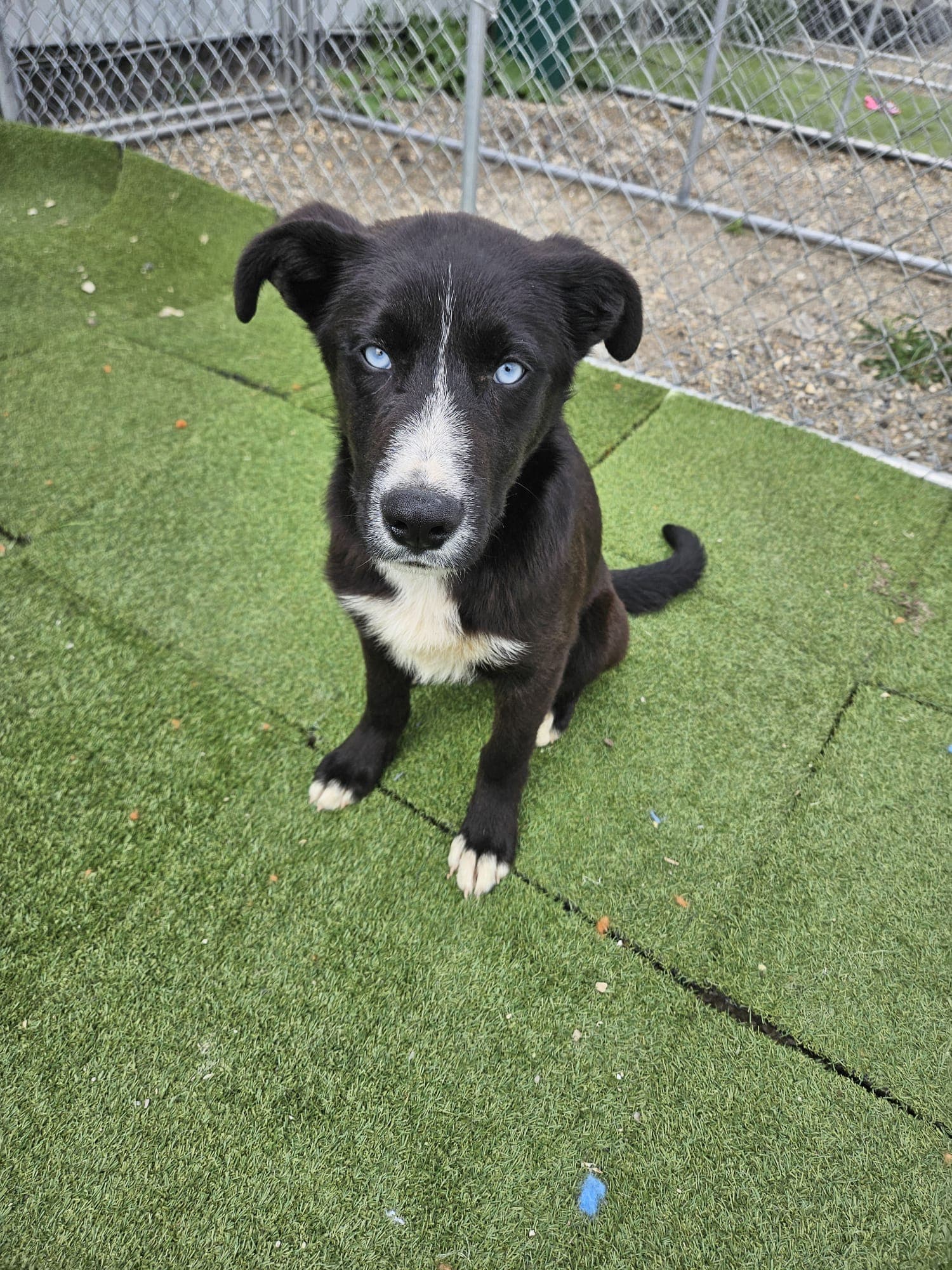 Topaz - Shepherd Mix available for adoption at BARCS Rescue in Calgary