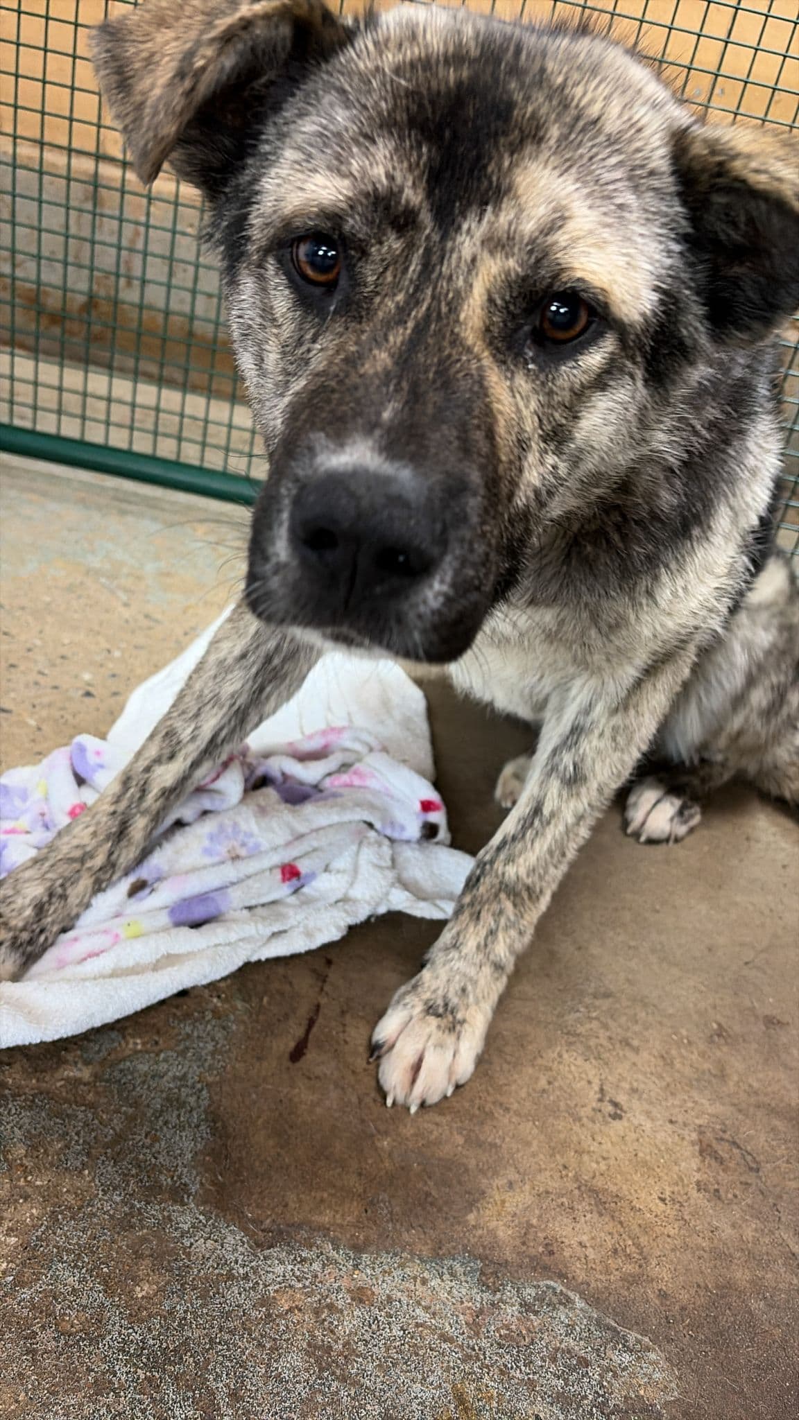 Dexter - Shepherd Mix available for adoption at BARCS Rescue in Calgary