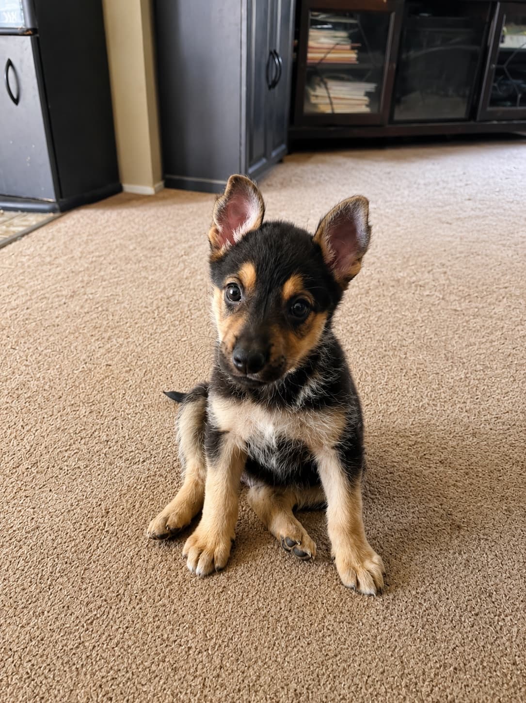 Jo - Shepherd Mix available for adoption at BARCS Rescue in Calgary