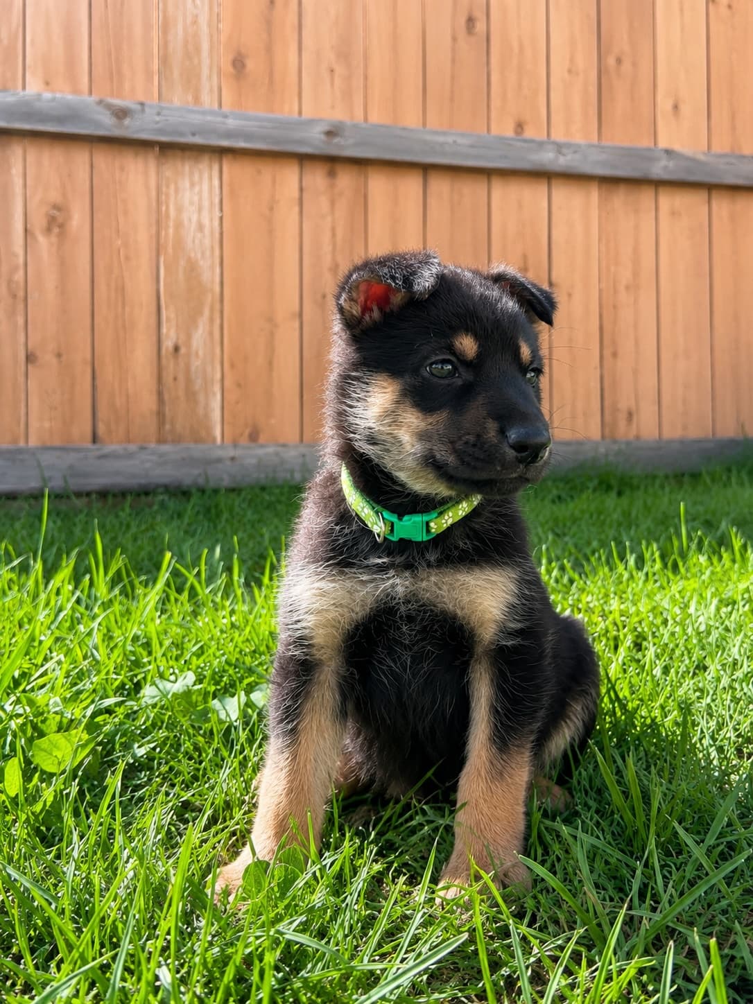 Beth - Shepherd Mix available for adoption at BARCS Rescue in Calgary