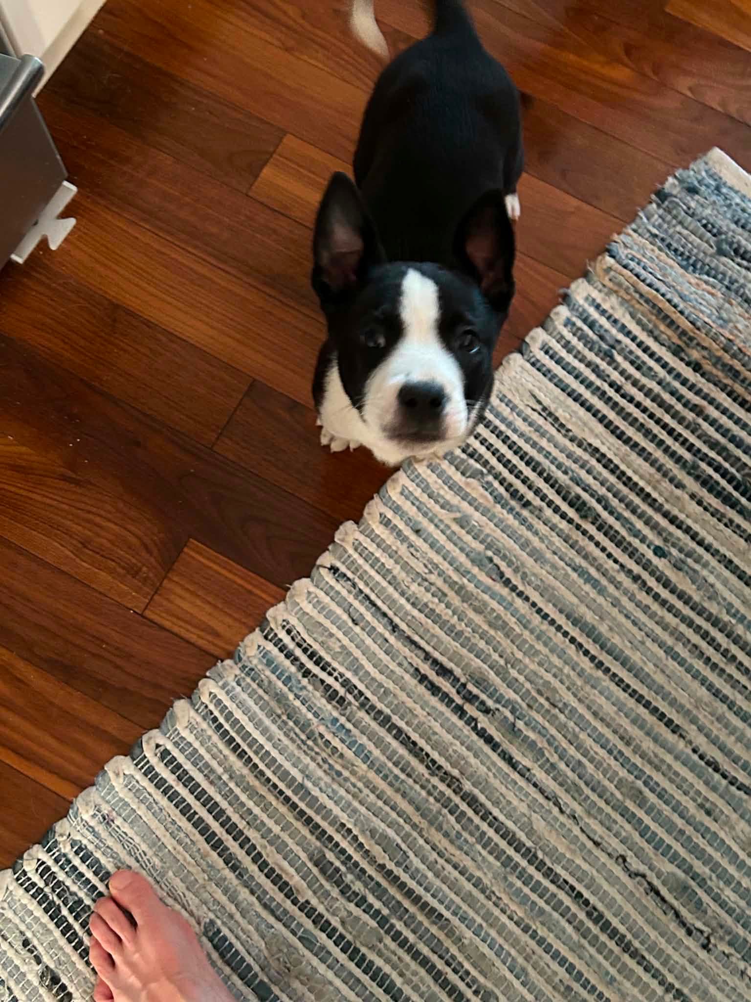 Tony - Pit Bull Terrier Mix available for adoption