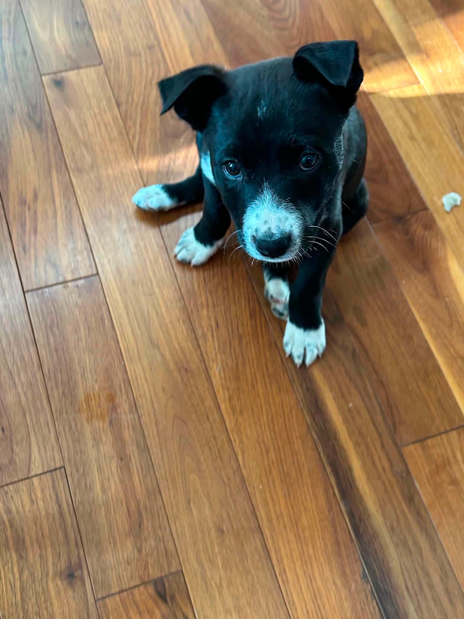 Carmela - Pit Bull Terrier Mix available for adoption