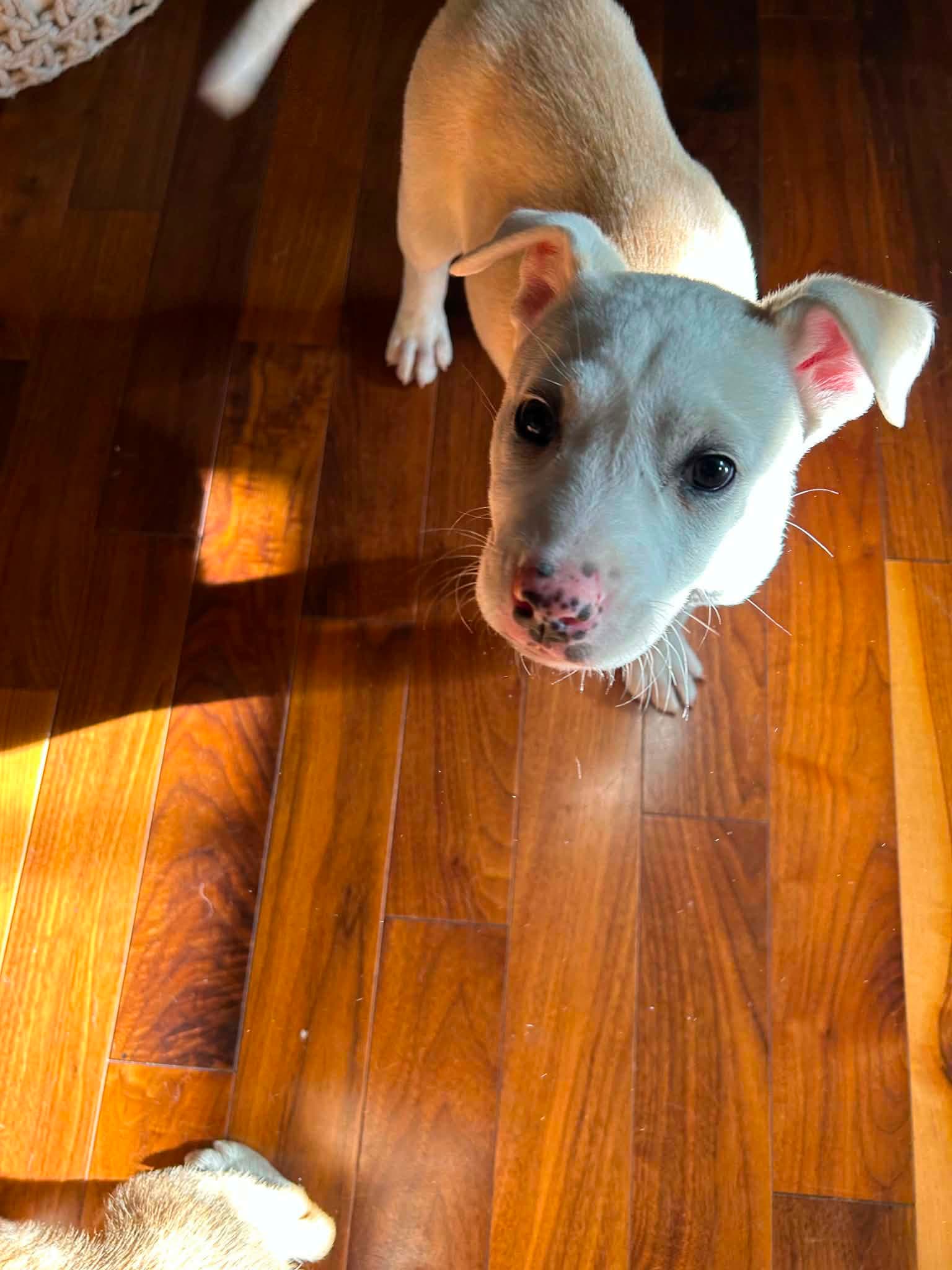 Meadow - Pit Bull Terrier Mix available for adoption