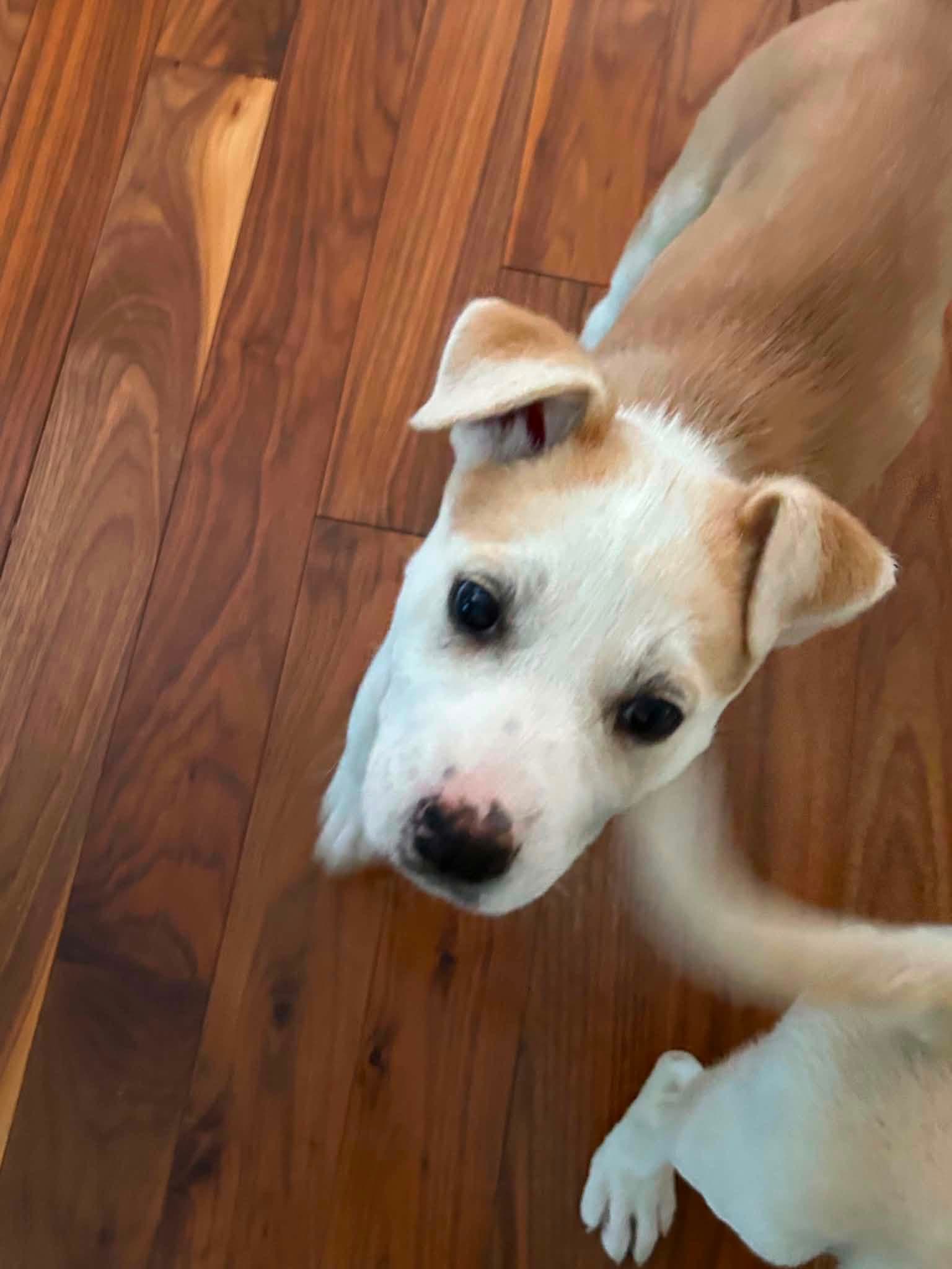 Livia - Pit Bull Terrier Mix available for adoption