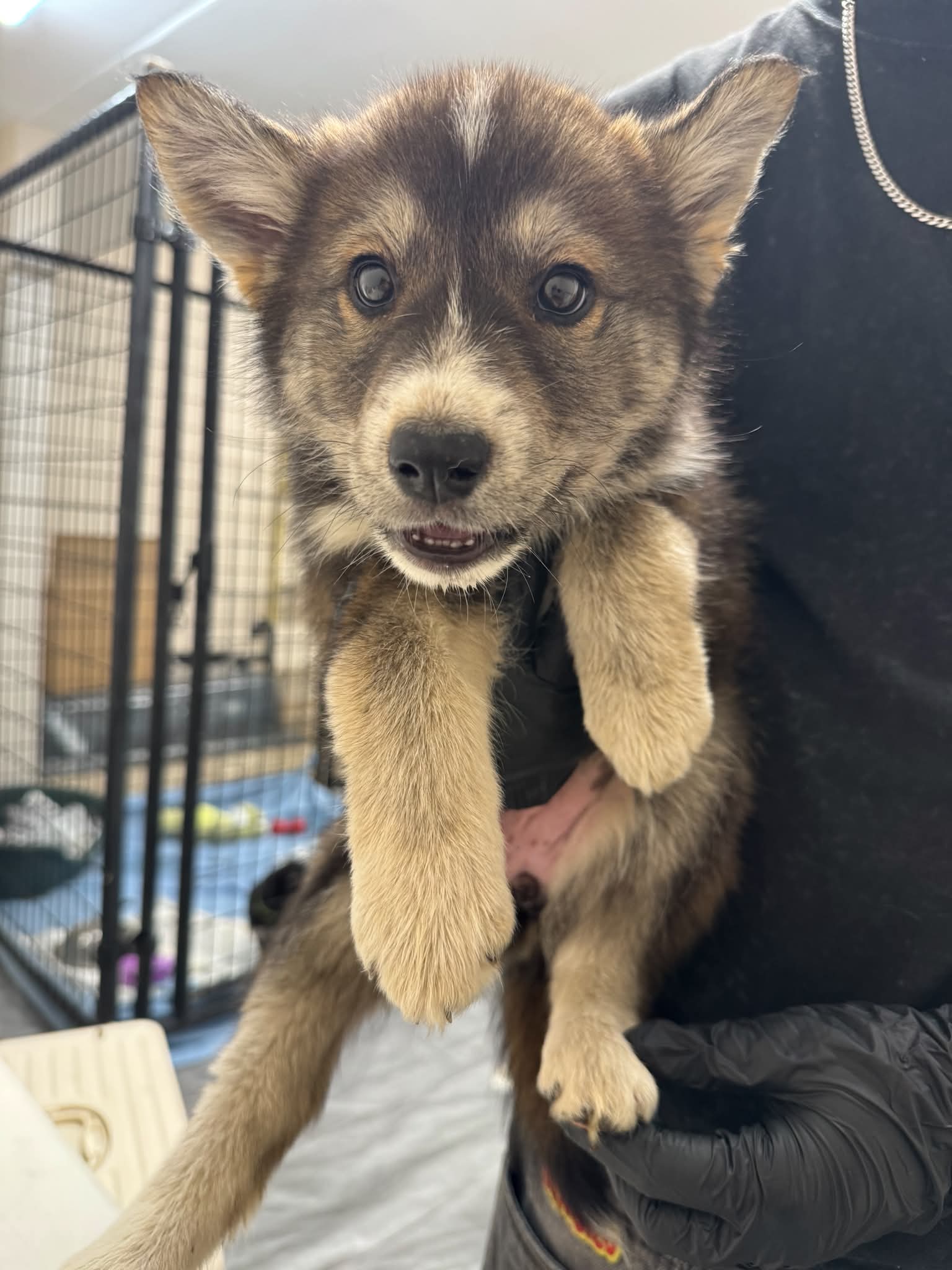 Edith - Shepherd Mix available for adoption at BARCS Rescue in Calgary