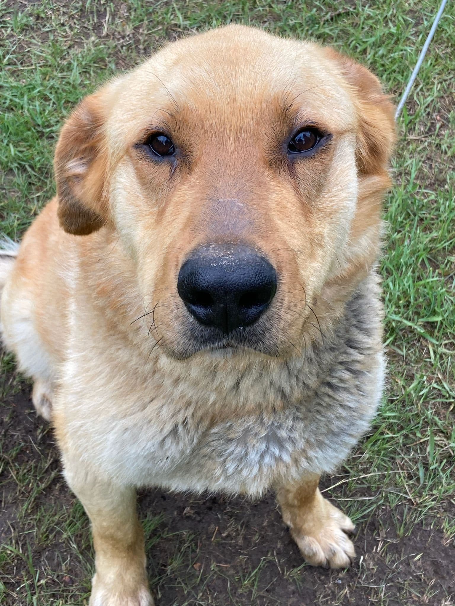 Lenny - Shepherd Mix available for adoption at BARCS Rescue in Calgary