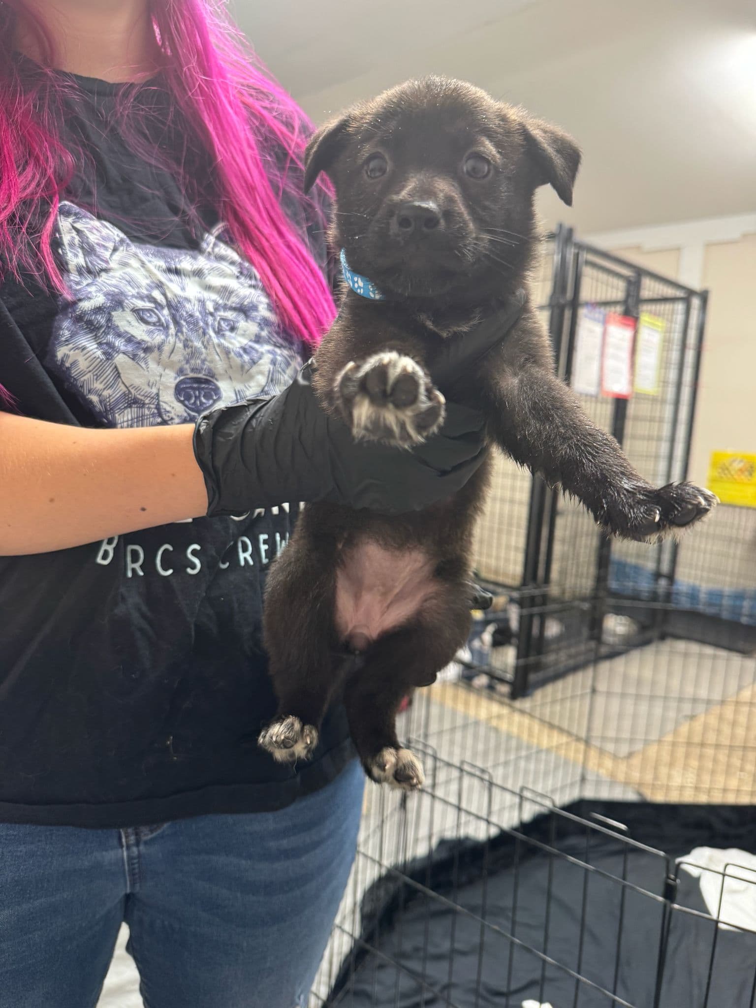 Fortress - Shepherd Mix available for adoption at BARCS Rescue in Calgary