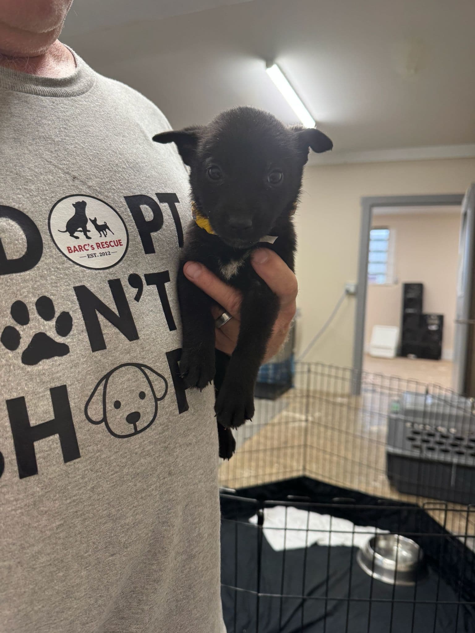 Castle - Shepherd Mix available for adoption at BARCS Rescue in Calgary