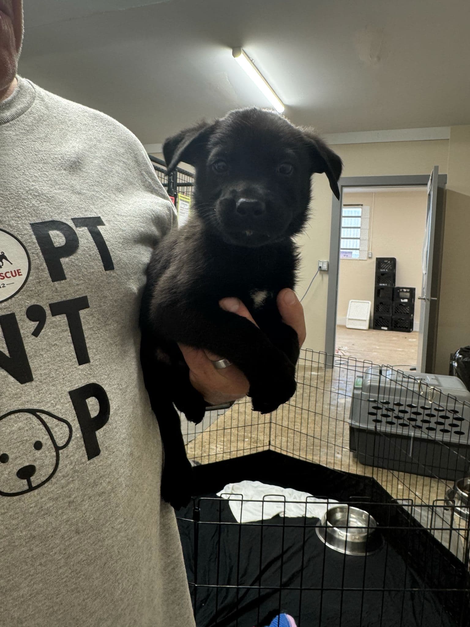 Robson - Shepherd Mix available for adoption