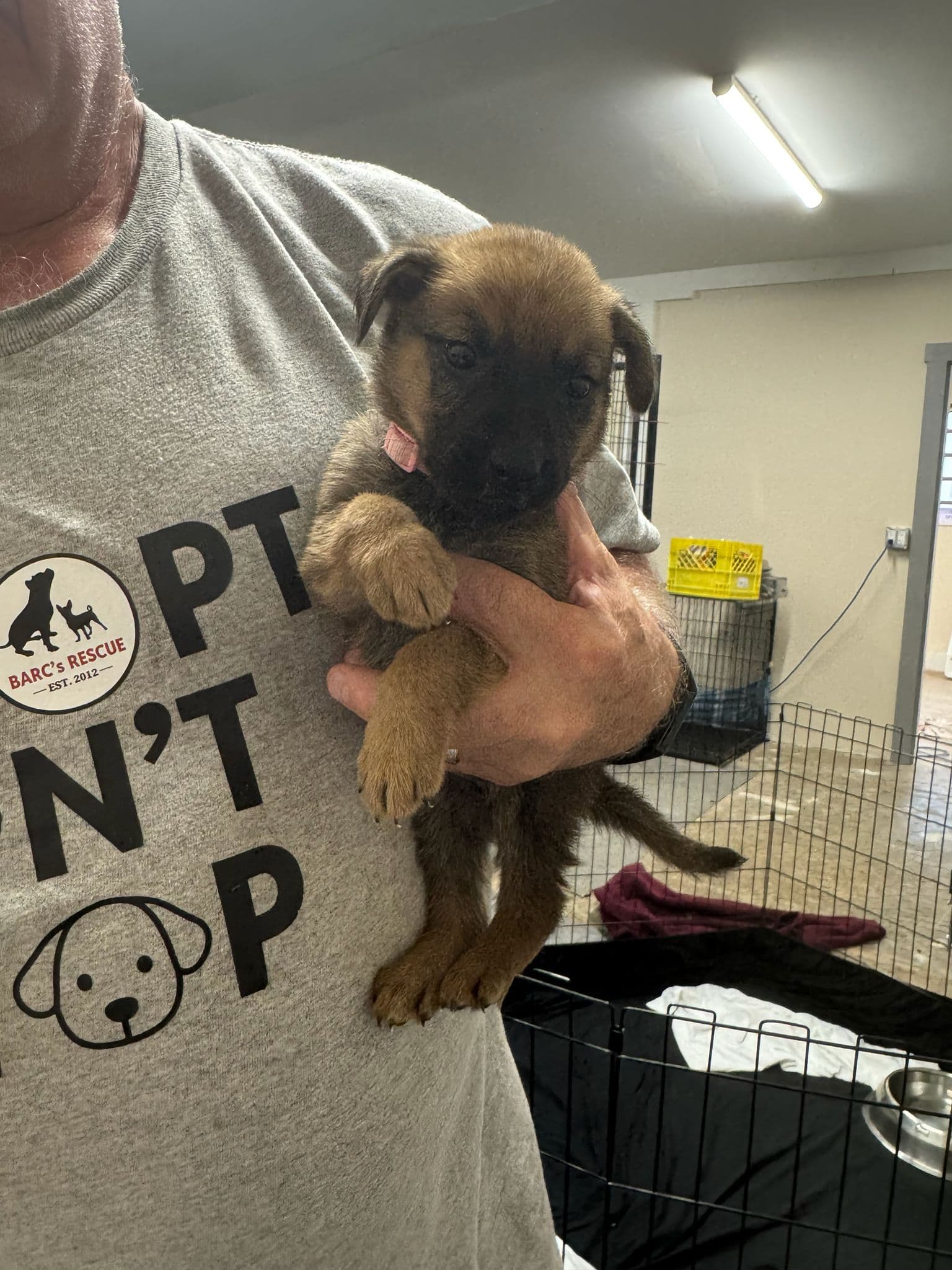Conway - Shepherd Mix available for adoption
