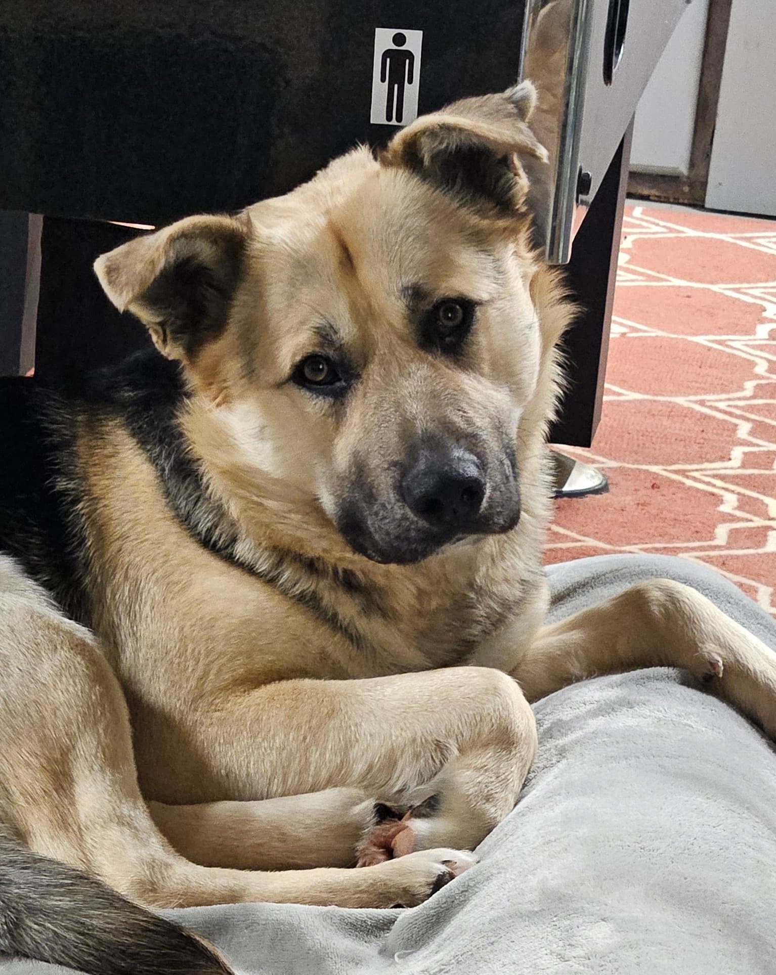 Hades - Mixed Breed available for adoption in Calgary