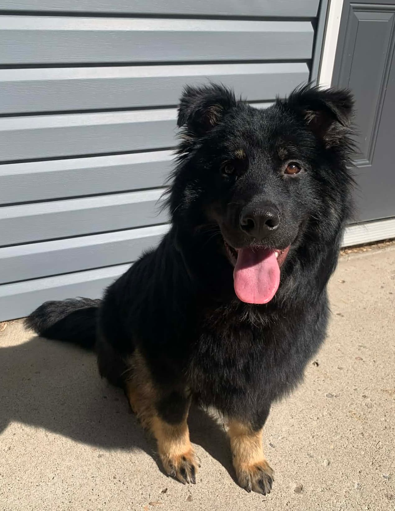Itsy - Mixed Breed available for adoption in Calgary