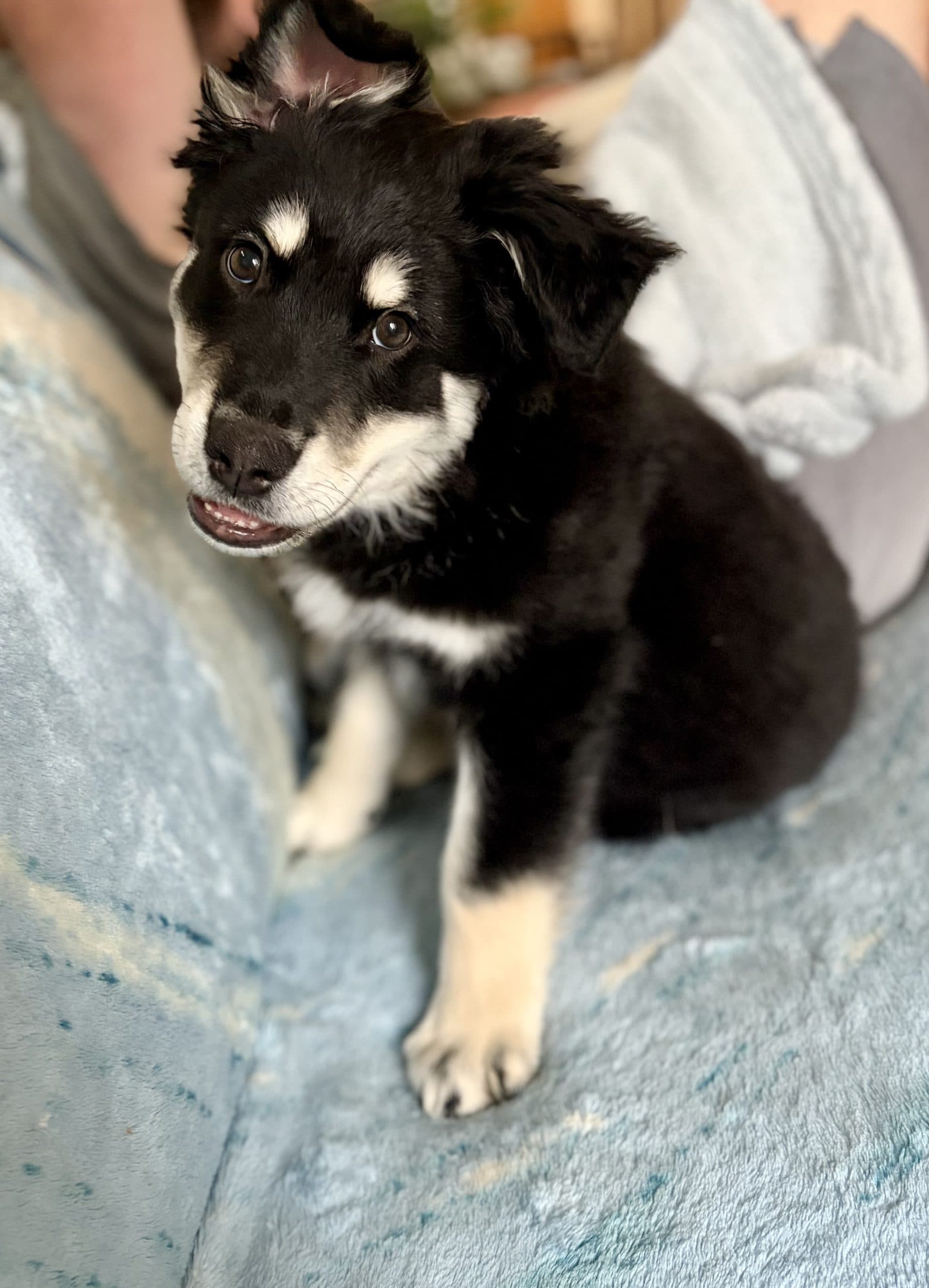Stratus - Mixed Breed available for adoption