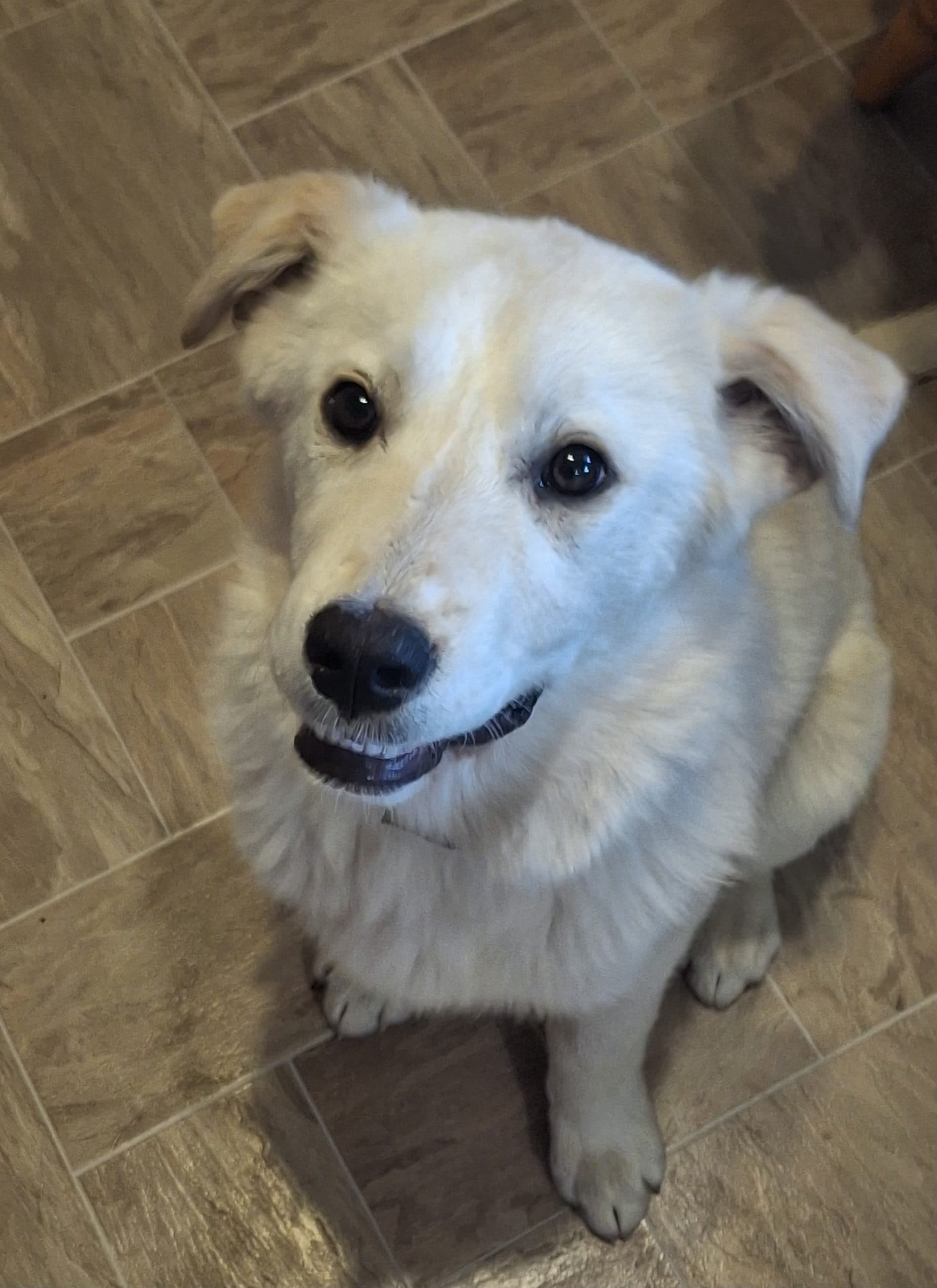 Ivory - Mixed Breed available for adoption in Calgary
