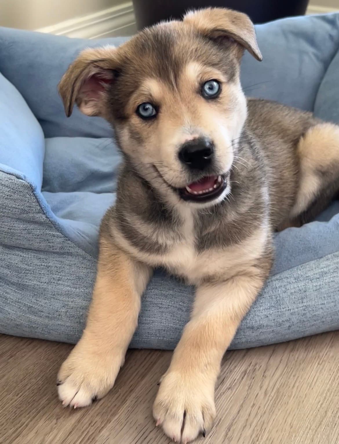 Arcus (Ari) - Mixed Breed available for adoption at Bright Eyes Dog Rescue in Regina