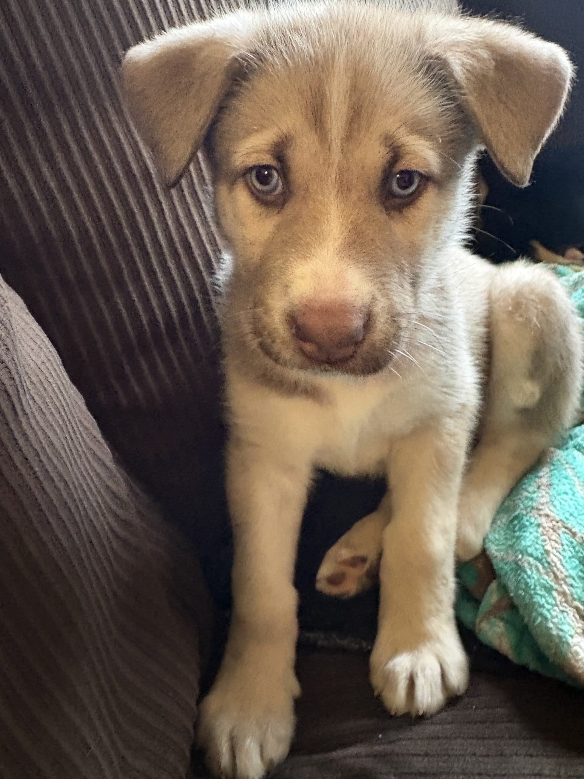 Cirrus - Mixed Breed available for adoption at Bright Eyes Dog Rescue in Regina