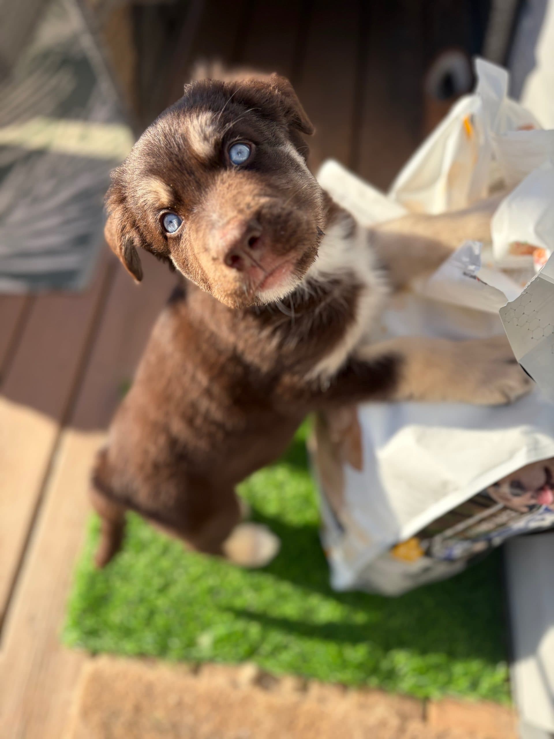 Floccus (Flo) - Mixed Breed available for adoption at Bright Eyes Dog Rescue in Regina