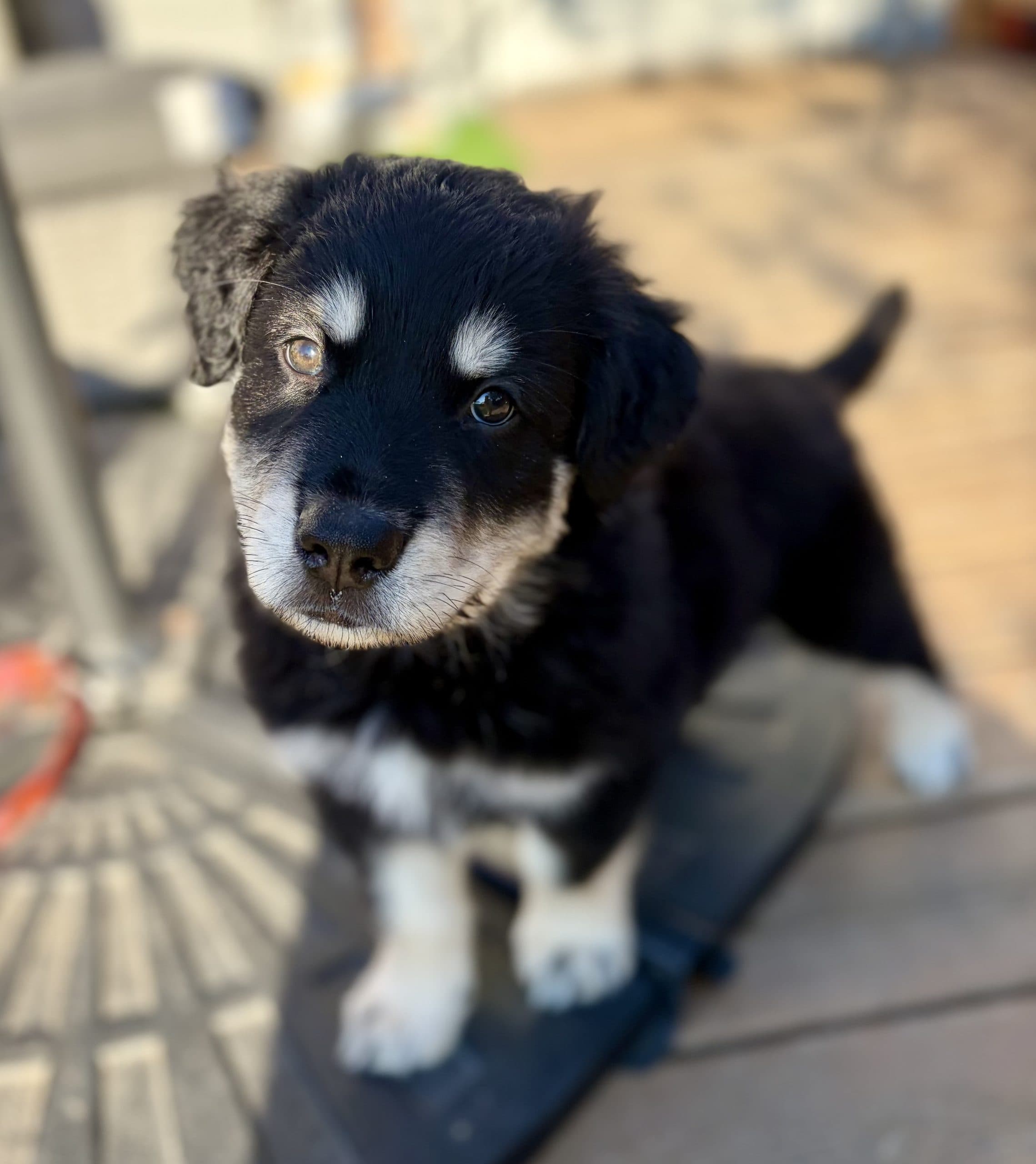 Stratus - Mixed Breed available for adoption at Bright Eyes Dog Rescue in Regina