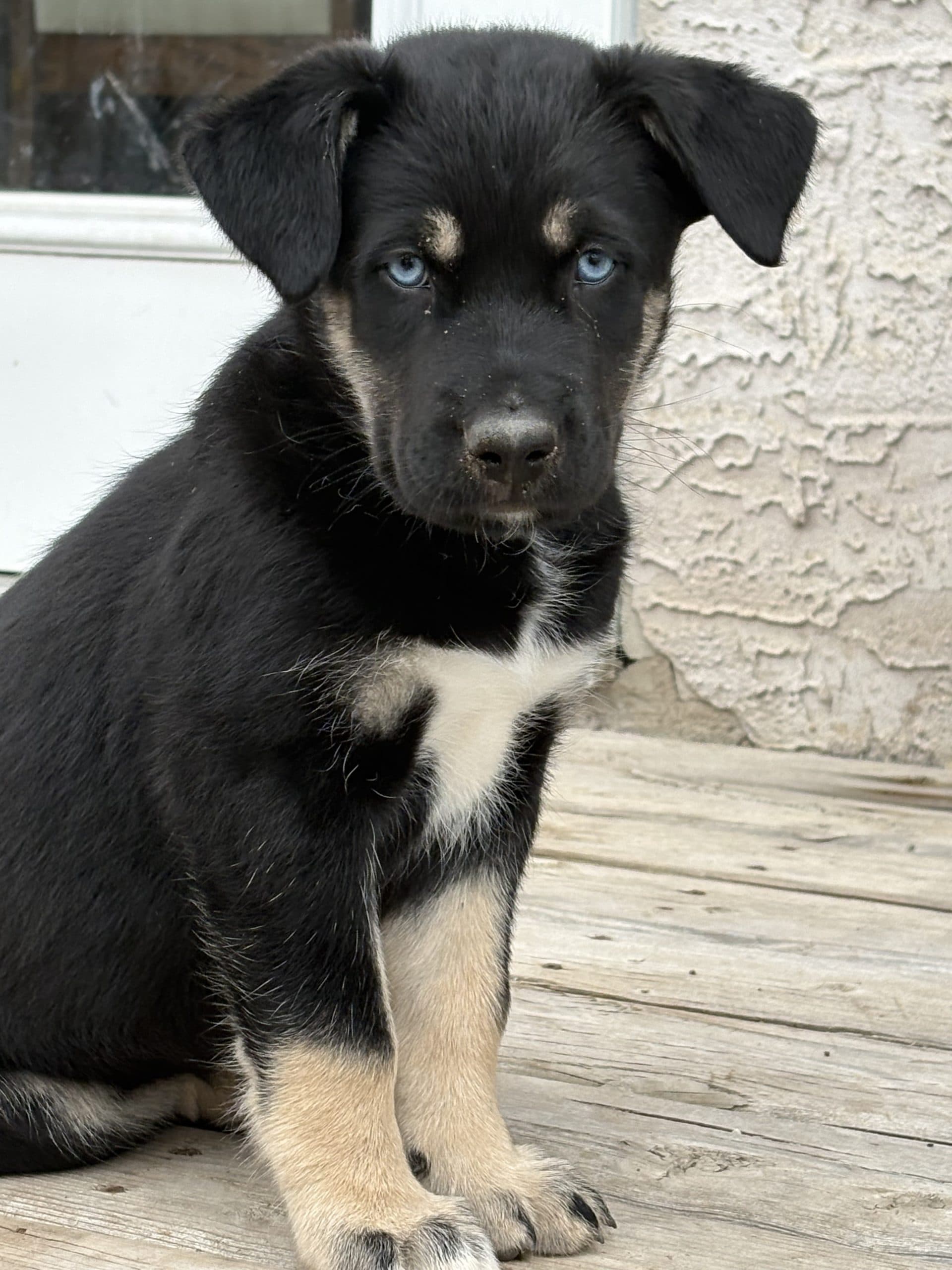 Calvus (Cali) - Mixed Breed available for adoption at Bright Eyes Dog Rescue in Regina