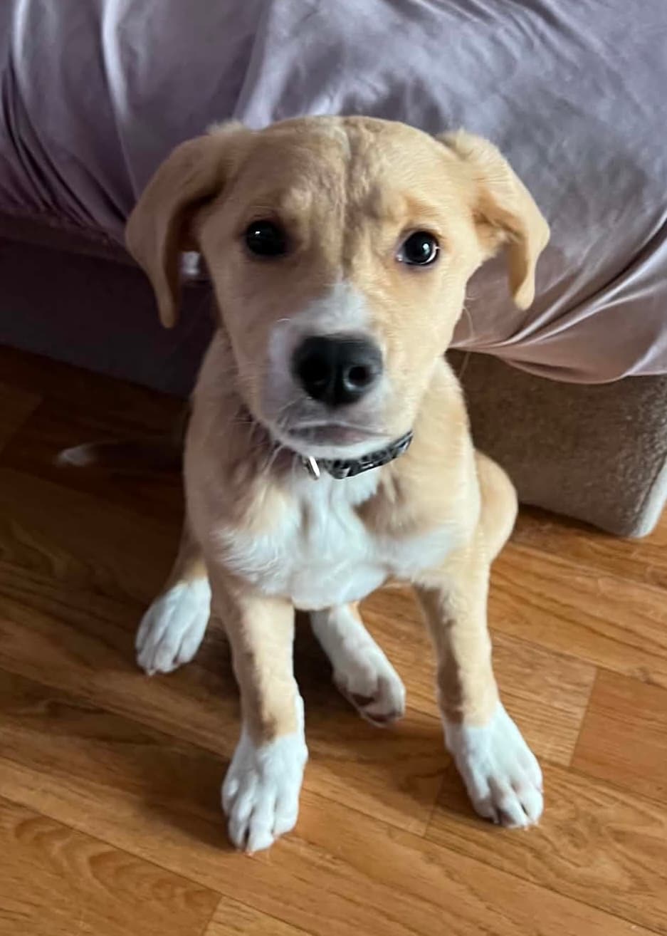 Jasiri - Mixed Breed available for adoption in Calgary
