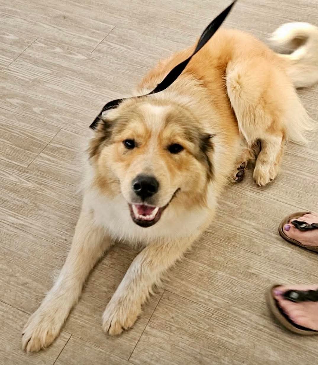 Dr. Robby - Mixed Breed available for adoption in Calgary