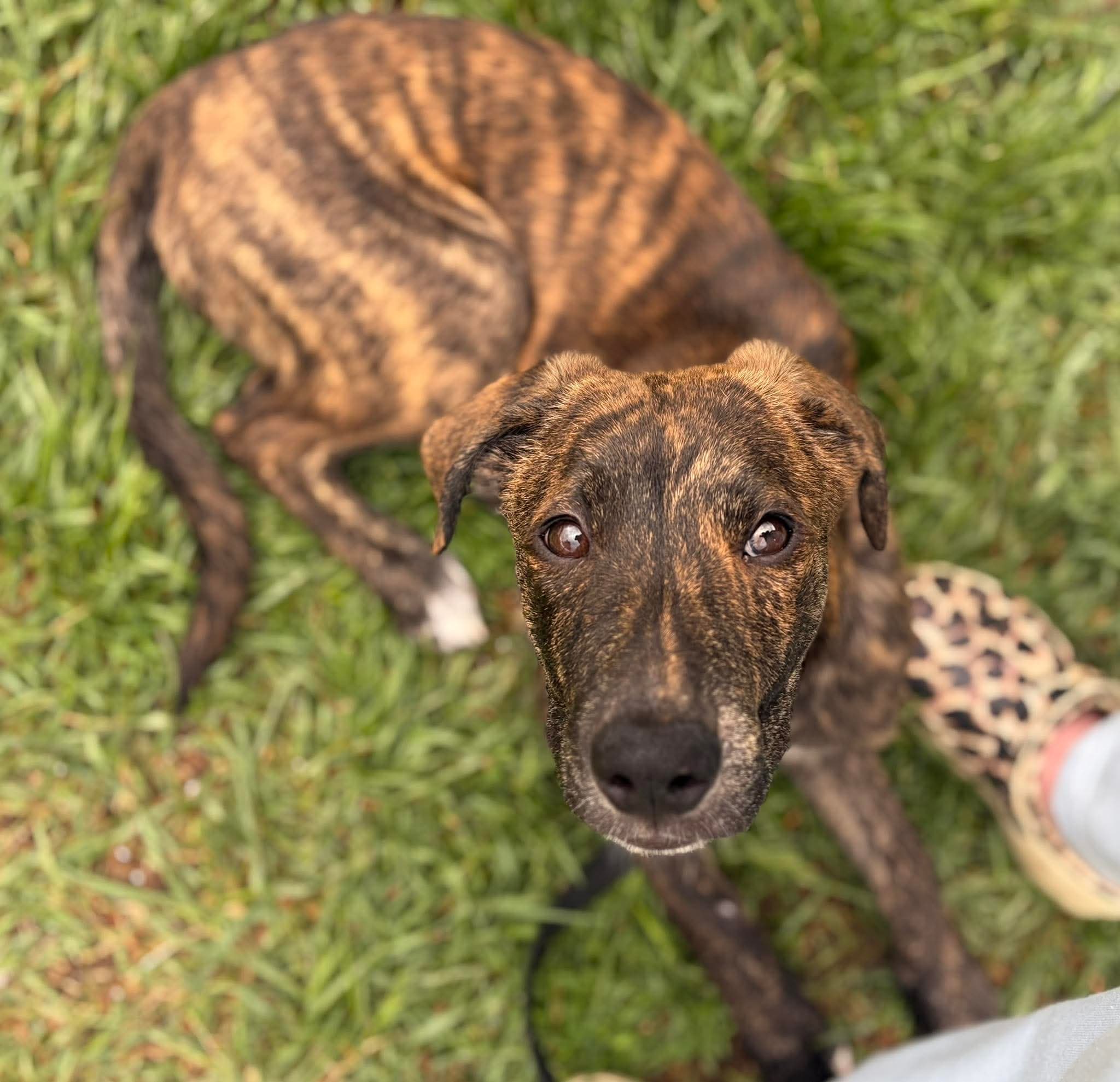 La Romana - Mixed Breed available for adoption at Bright Eyes Dog Rescue in Regina