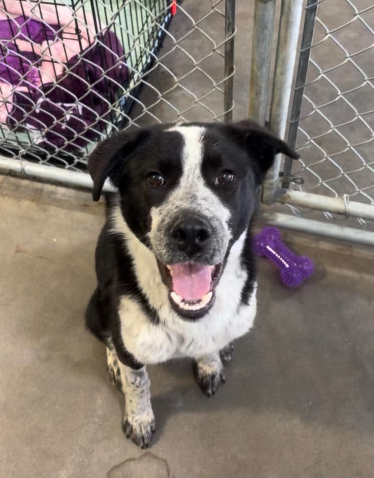 Dr. Whitaker - Mixed Breed available for adoption at Bright Eyes Dog Rescue in Regina