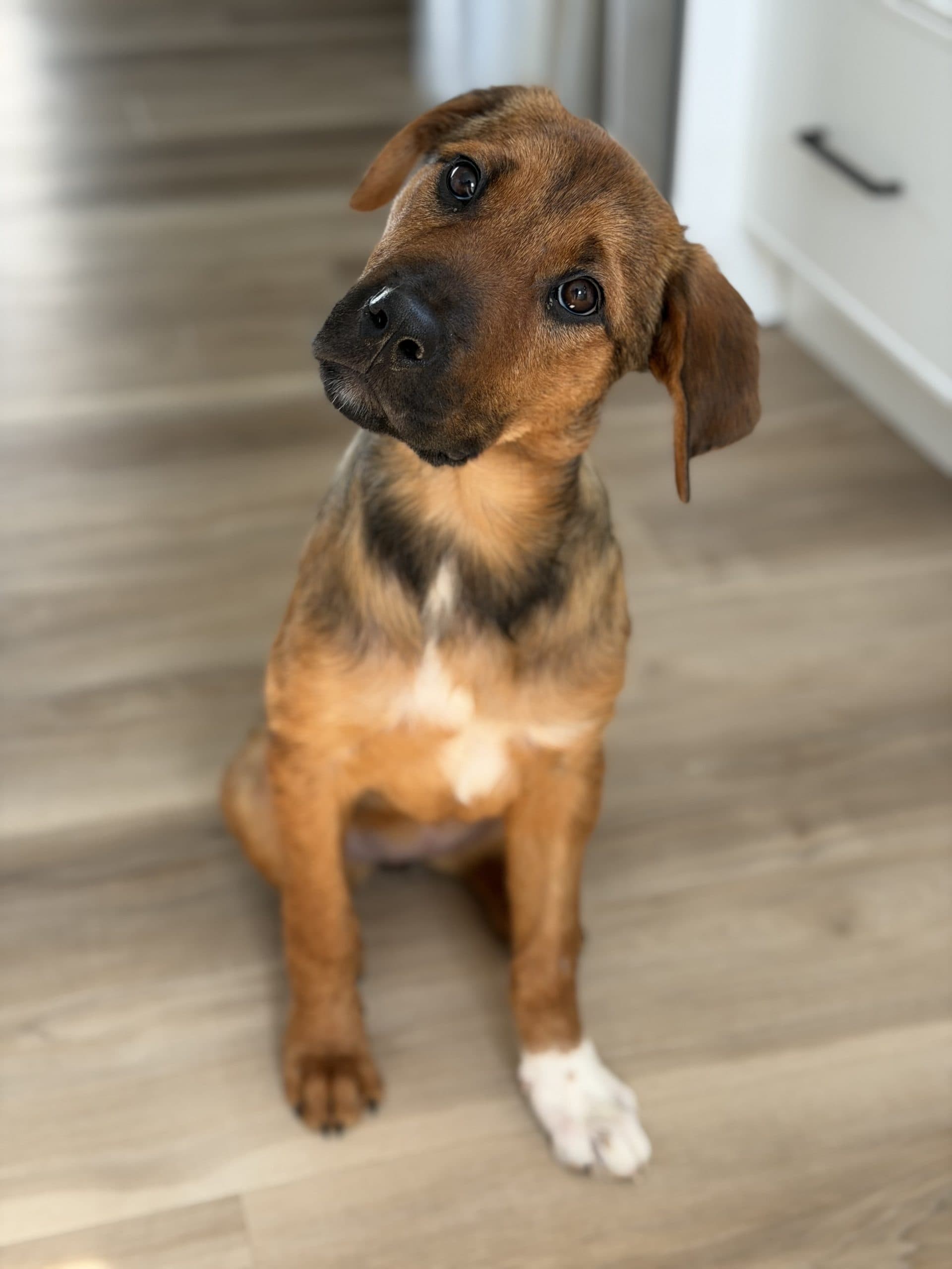 Josie - Mixed Breed available for adoption at Bright Eyes Dog Rescue in Regina