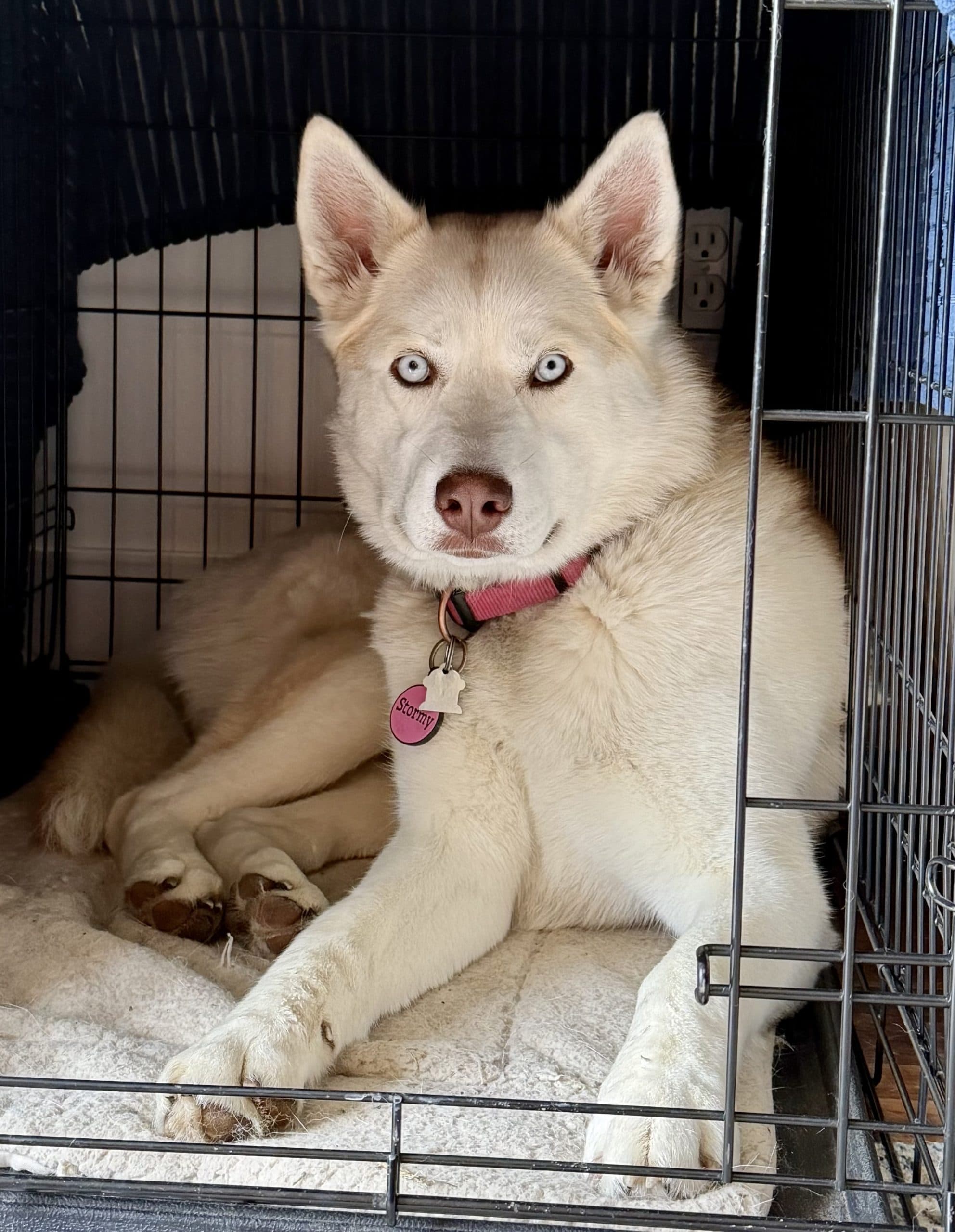 Stormy - Mixed Breed available for adoption at Bright Eyes Dog Rescue in Regina