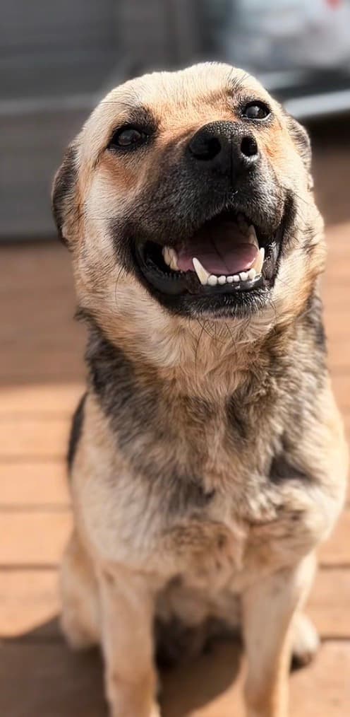 Mammatus (Mammy) - Mixed Breed available for adoption at Bright Eyes Dog Rescue in Regina