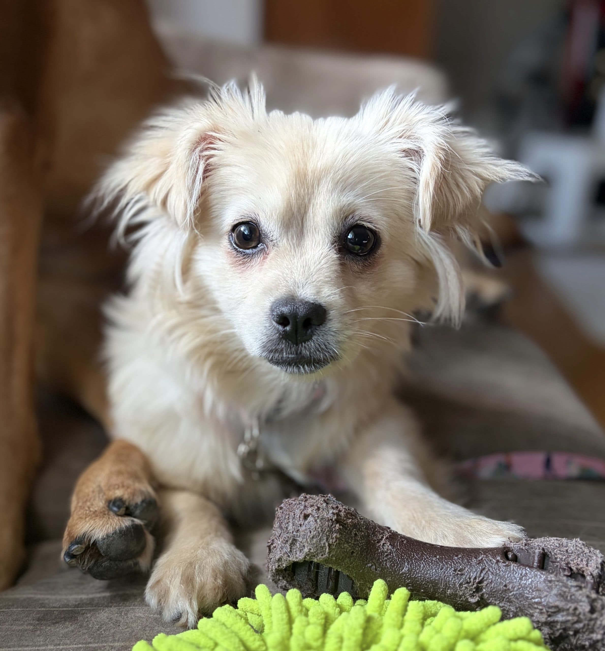 Chiclets - Mixed Breed available for adoption at Bright Eyes Dog Rescue in Regina