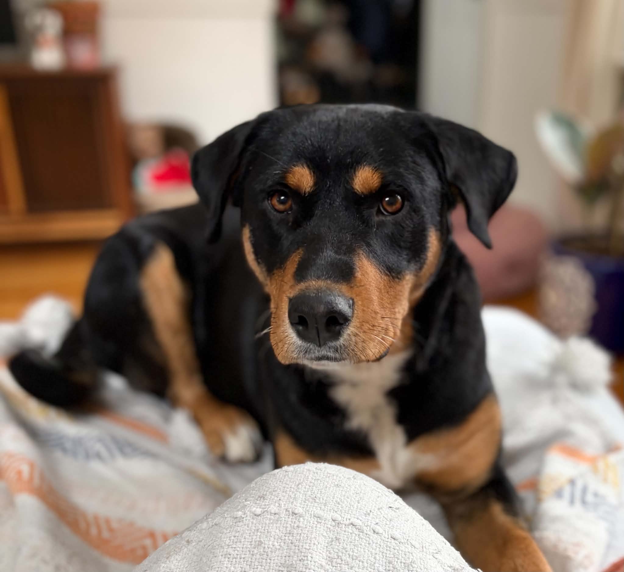 Coco - Mixed Breed available for adoption at Bright Eyes Dog Rescue in Regina
