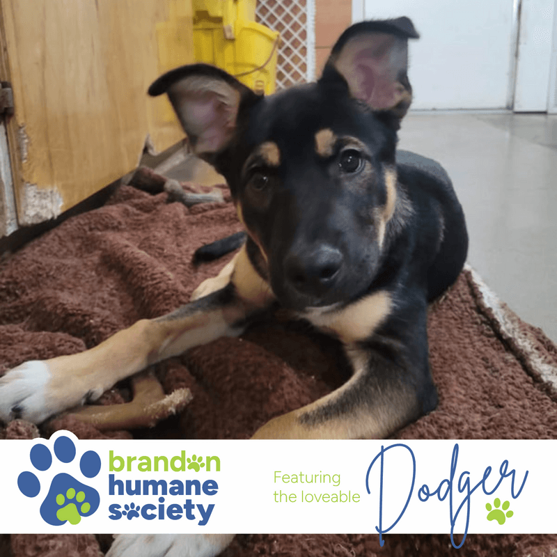 Dodger - Mixed Breed available for adoption in Calgary