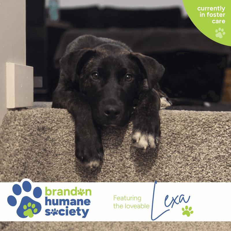 Lexa - Mixed Breed available for adoption in Calgary