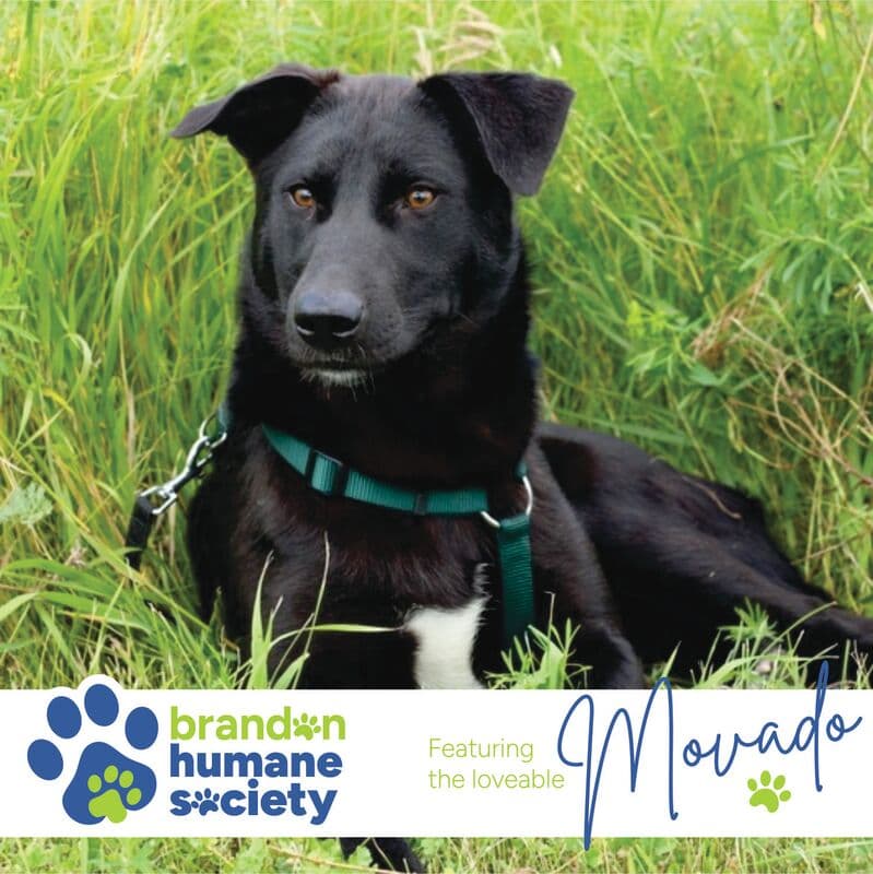 Movado - Labrador/Shepherd Mix available for adoption in Calgary