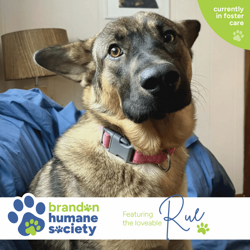 Rue - Mixed Breed available for adoption in Calgary