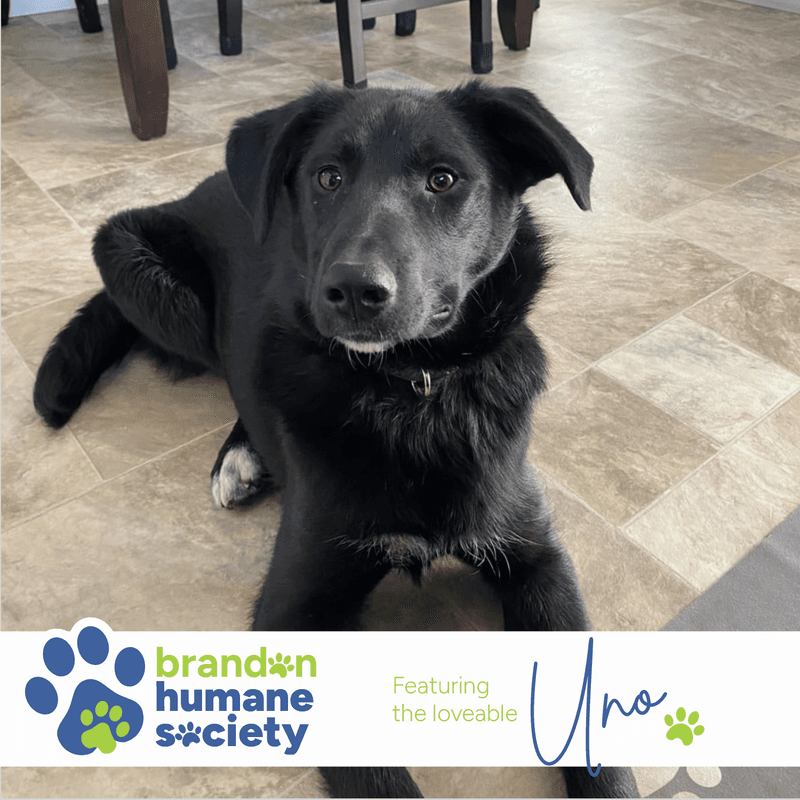 Uno - Mixed Breed available for adoption in Calgary