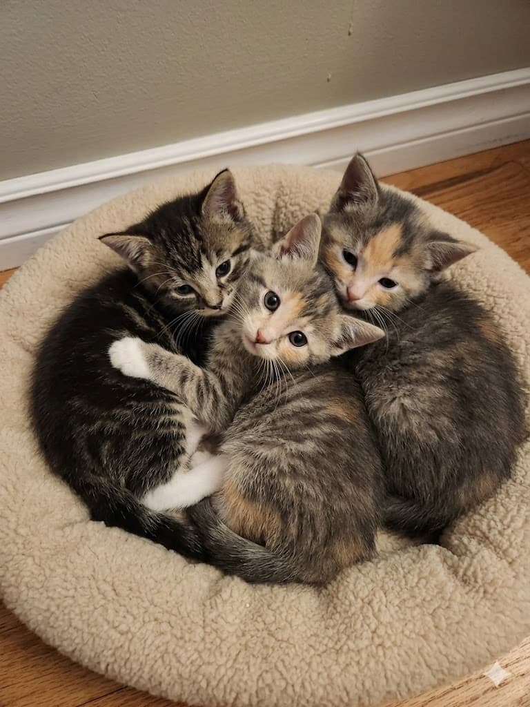 April, May and June - Domestic Shorthair cat available for adoption in Calgary