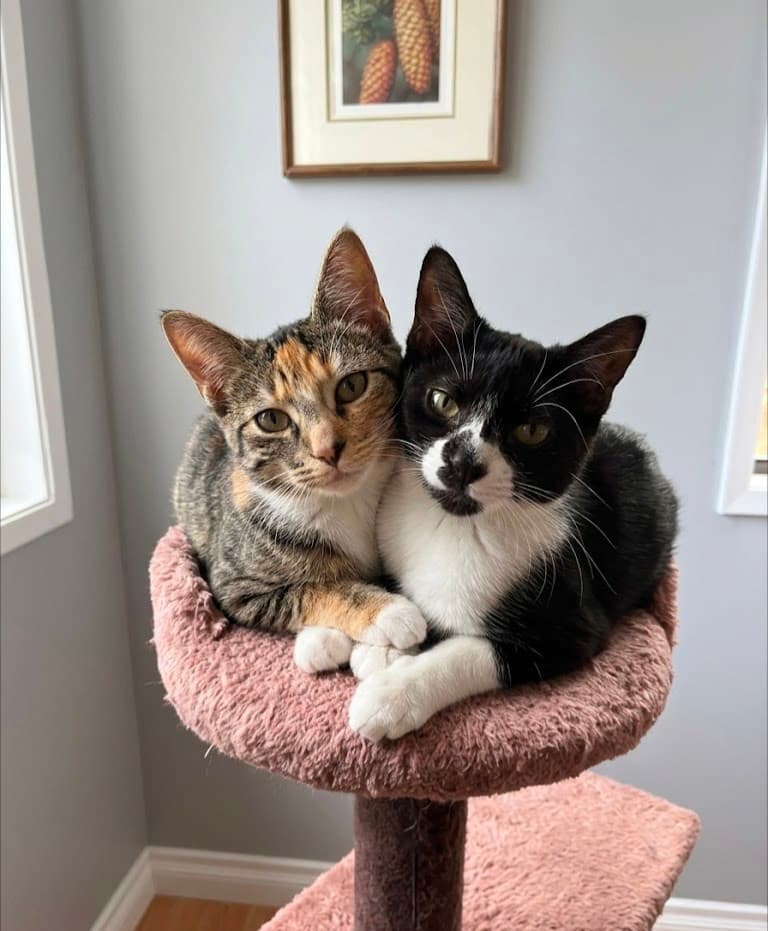 Moss & Lichen - Domestic Shorthair cat available for adoption in Calgary