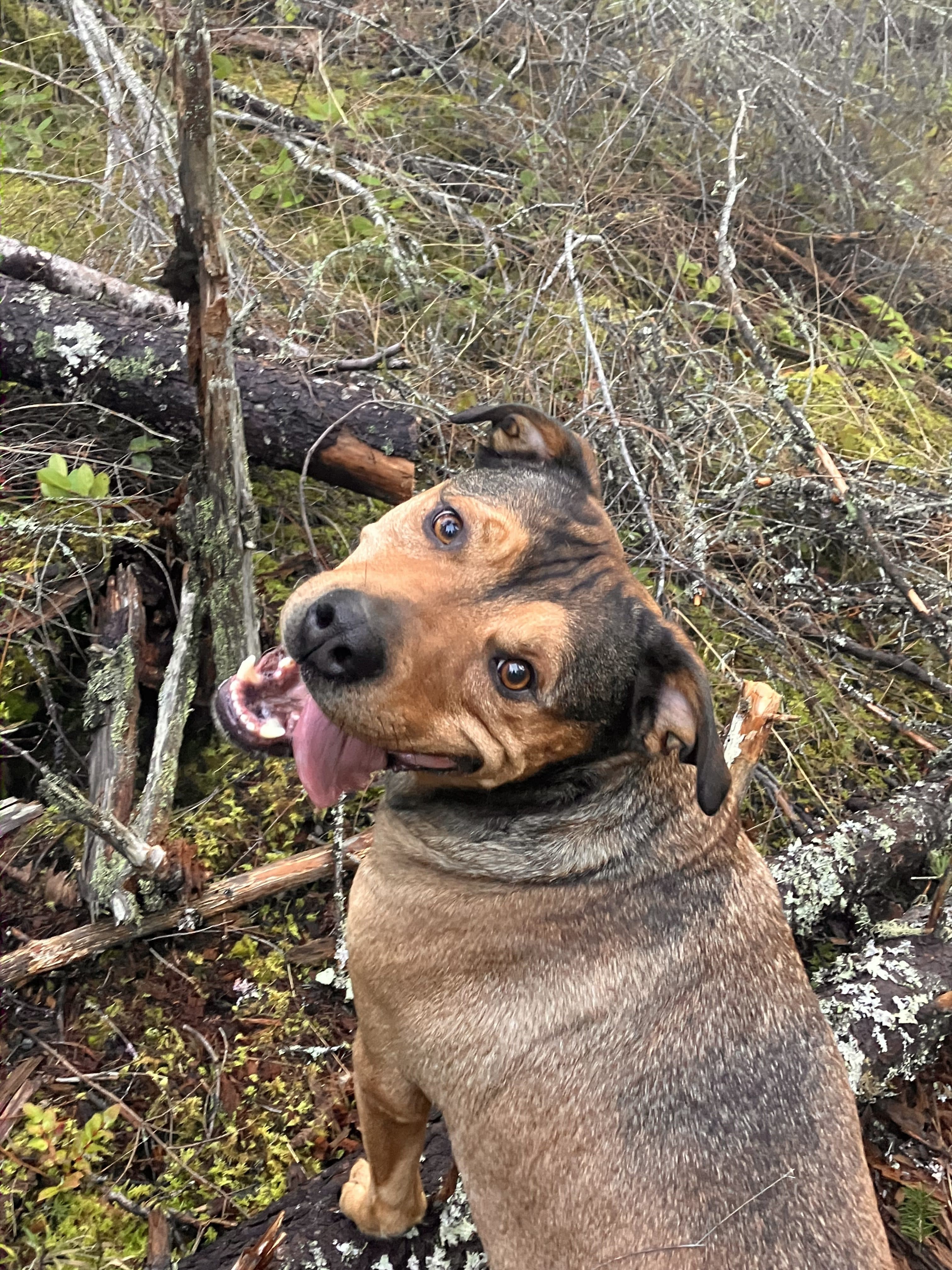 Stevie - Mixed Breed available for adoption at Broken Promises Rescue Society in Victoria