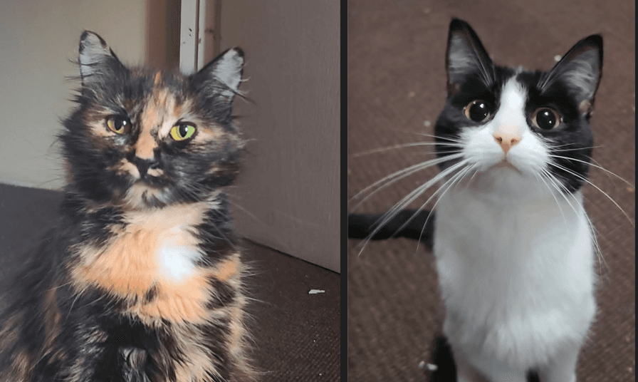 Zola & Baby - Domestic Shorthair cat available for adoption at Broken Promises Rescue Society in Victoria