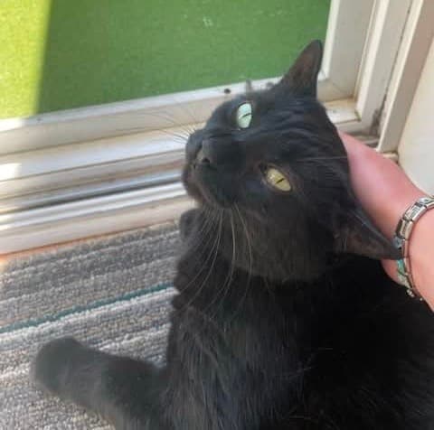Mikey - Domestic Shorthair cat available for adoption at Broken Promises Rescue Society in Victoria