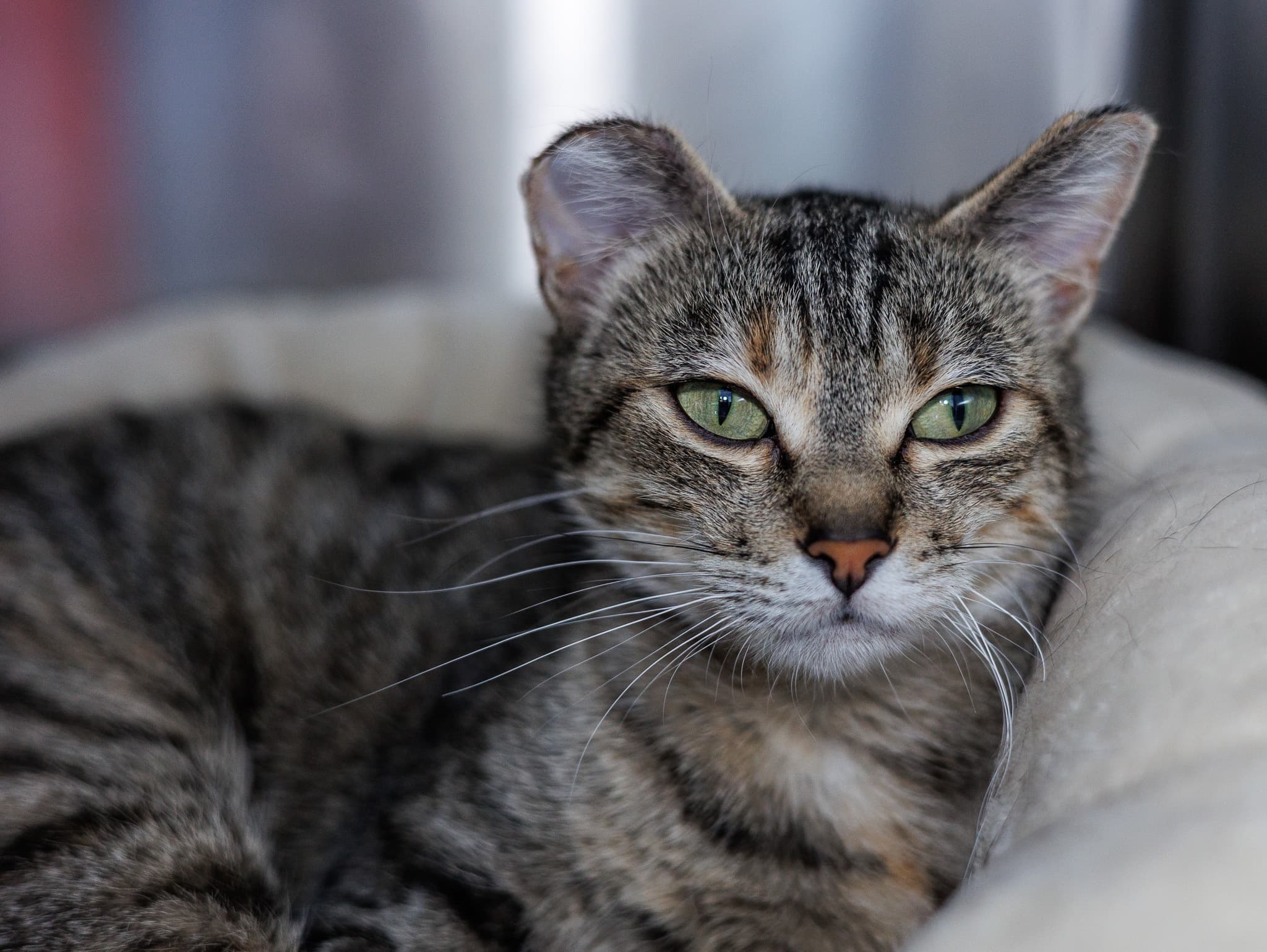 Olive - Domestic Short Hair cat available for adoption in Calgary