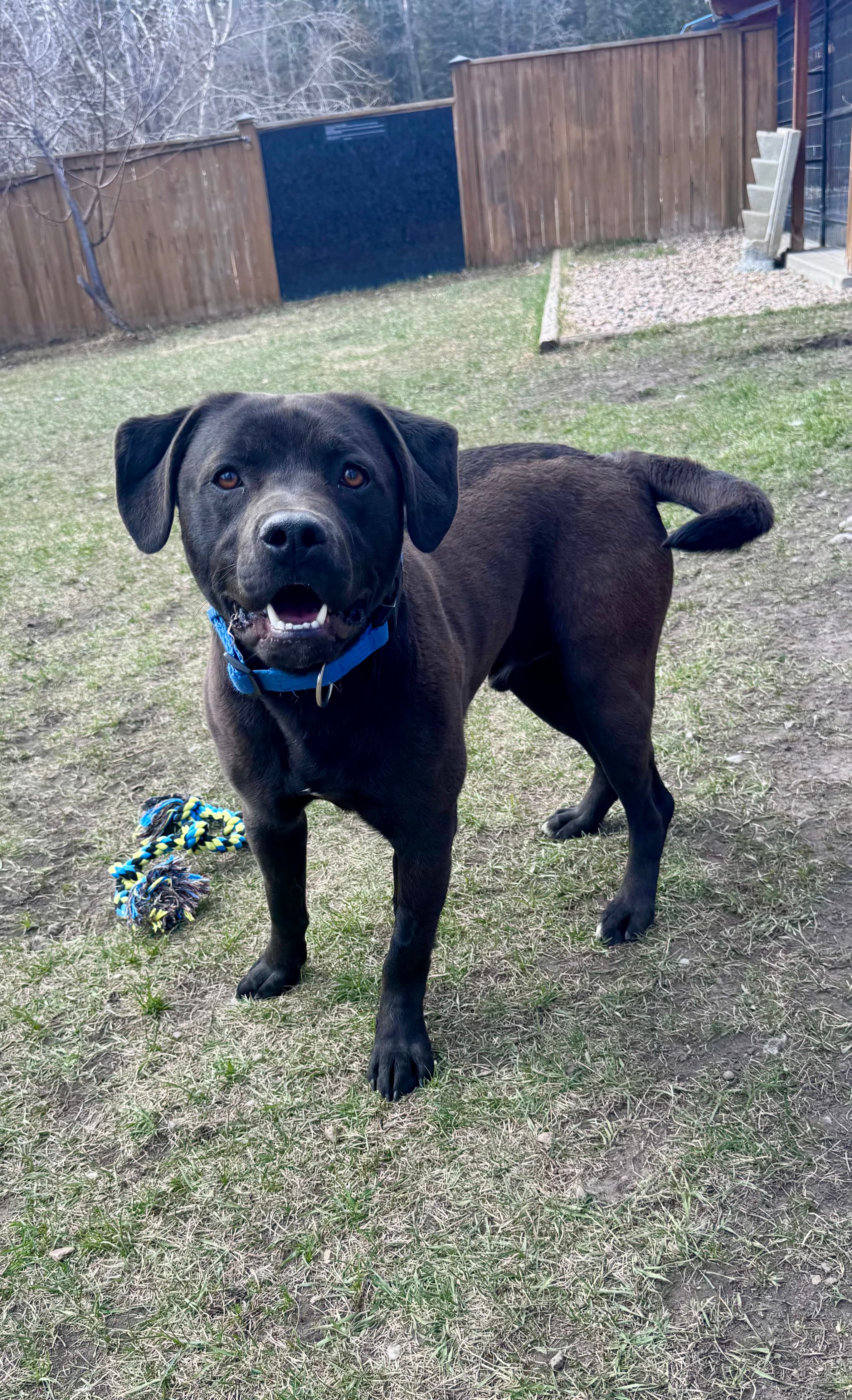 Hershey - Labrador Mix available for adoption
