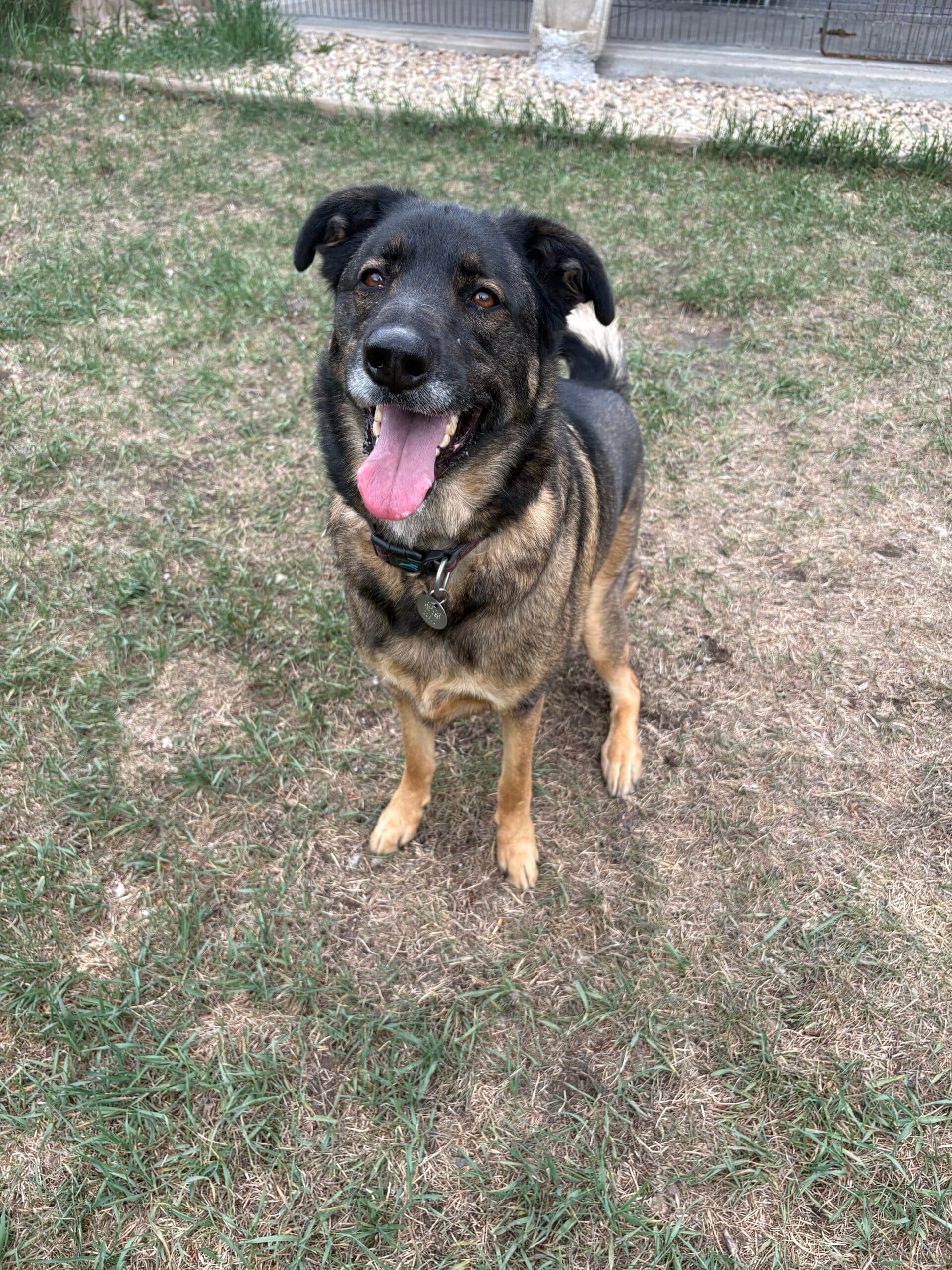 Bugsy - German Shepherd Mix available for adoption in Alberta