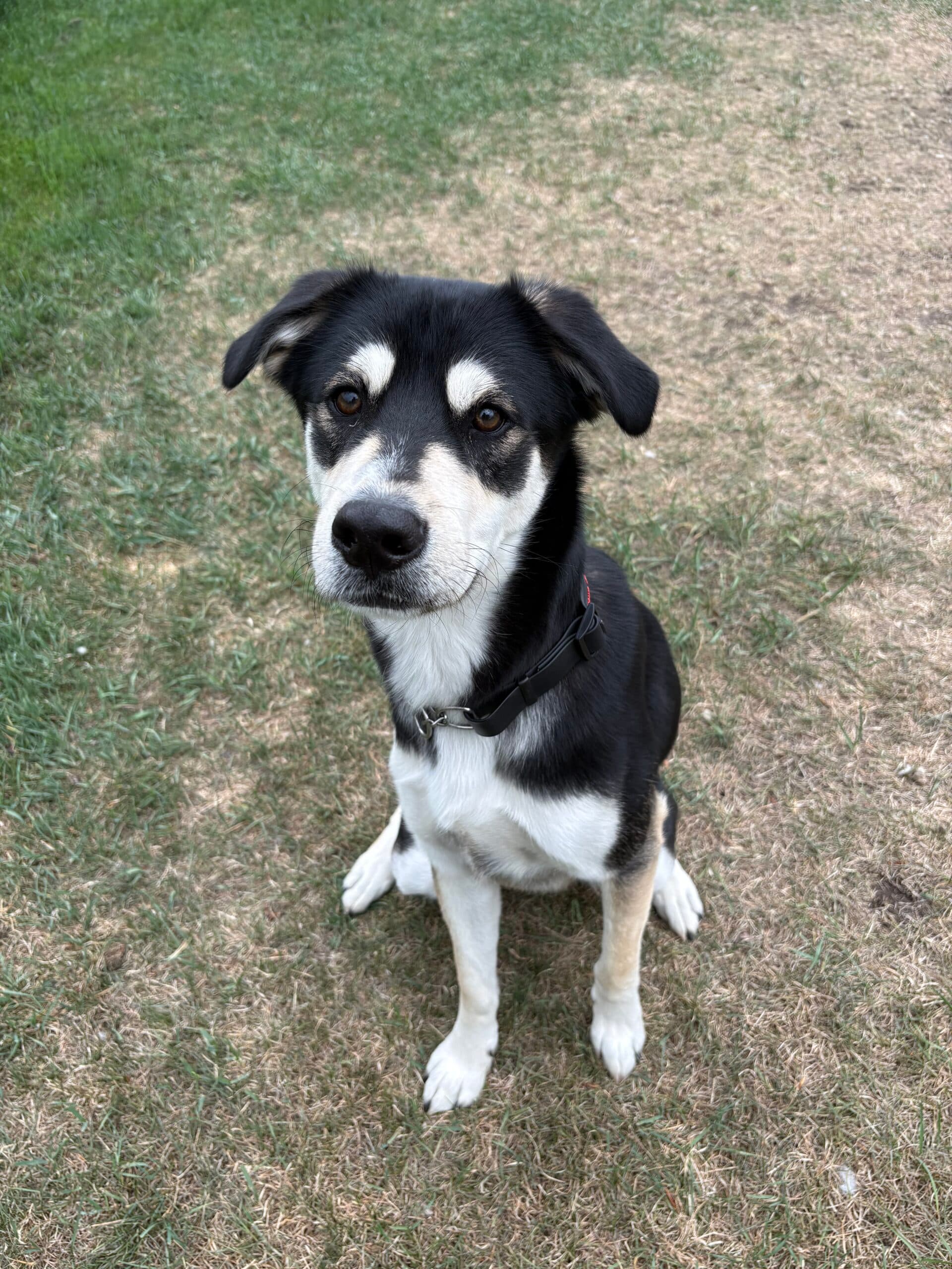 Rio - Husky Mix available for adoption in Alberta