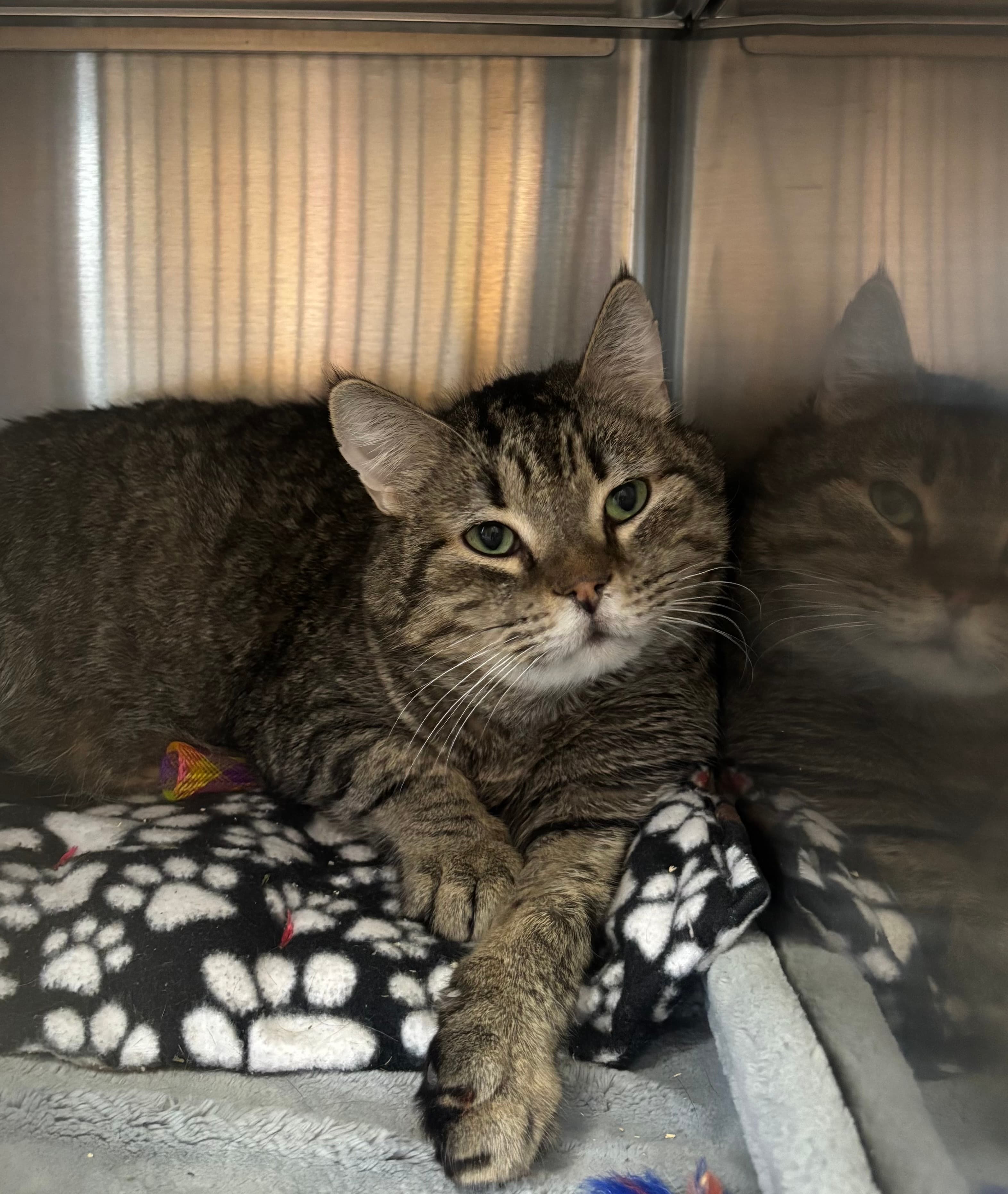 Dusty - Domestic Short Hair cat available for adoption in Calgary