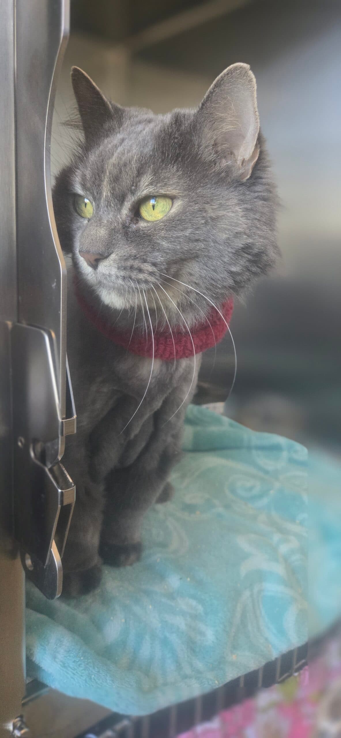 Ash - Domestic Long Hair cat available for adoption at Central Alberta Humane Society in Calgary